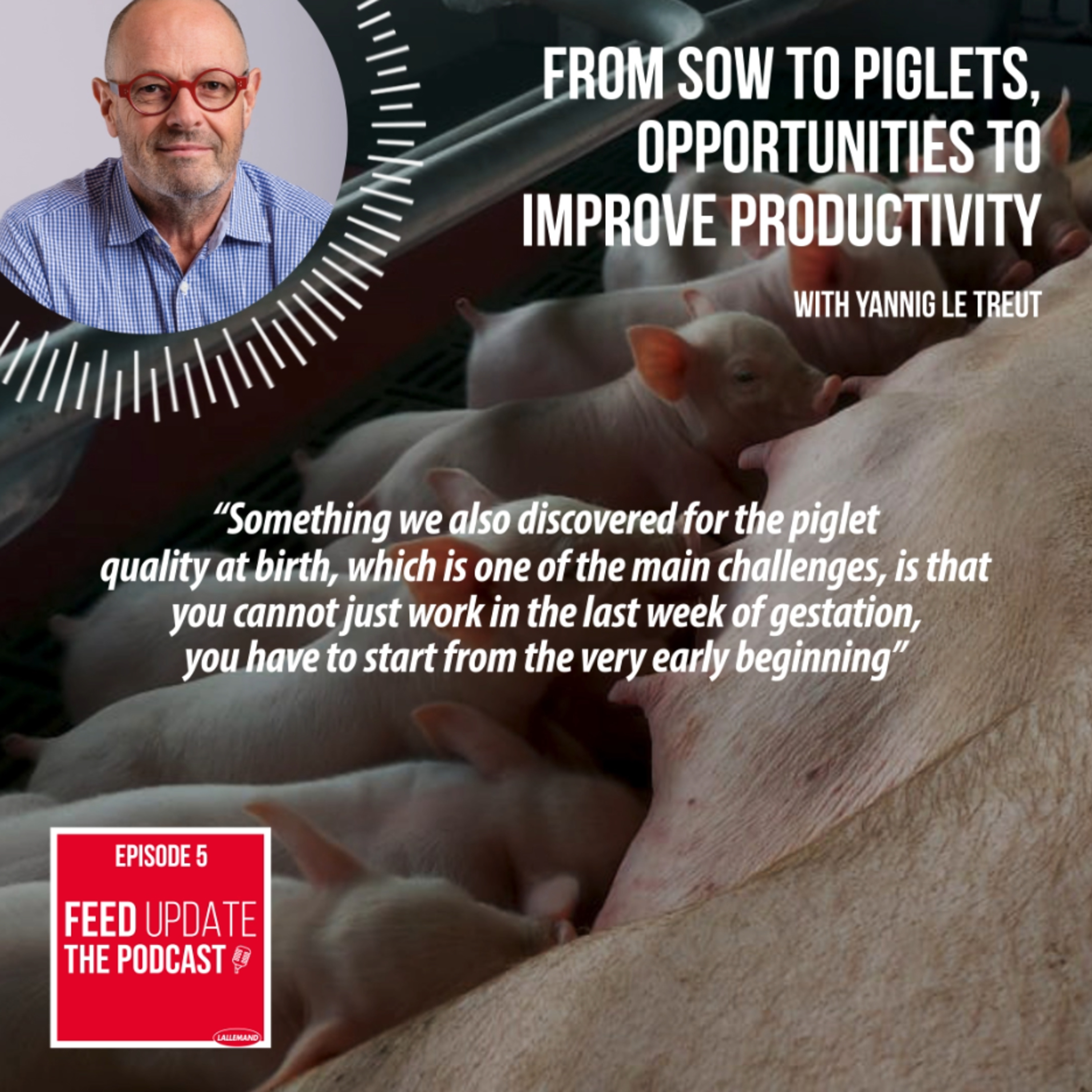 Ep. #5 | From sow to piglets, opportunities to improve productivity, with Yannig Le Treut, DVM episode artwork