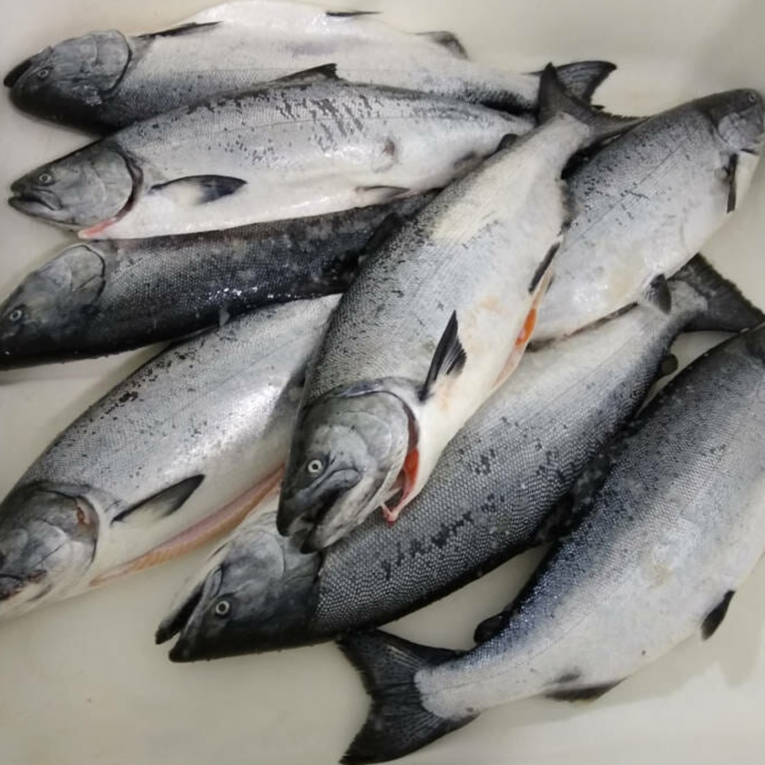 The Alaska Fisheries Report from KMXT