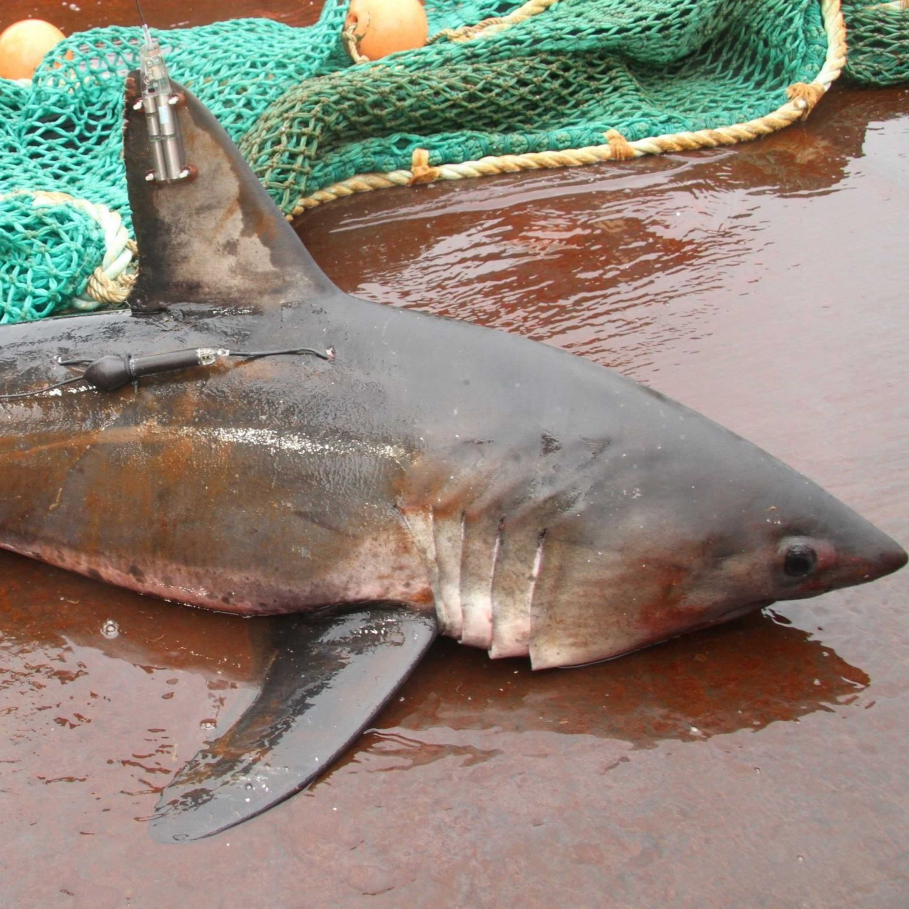 Alaska Fisheries Report 30 June 2022 episode artwork
