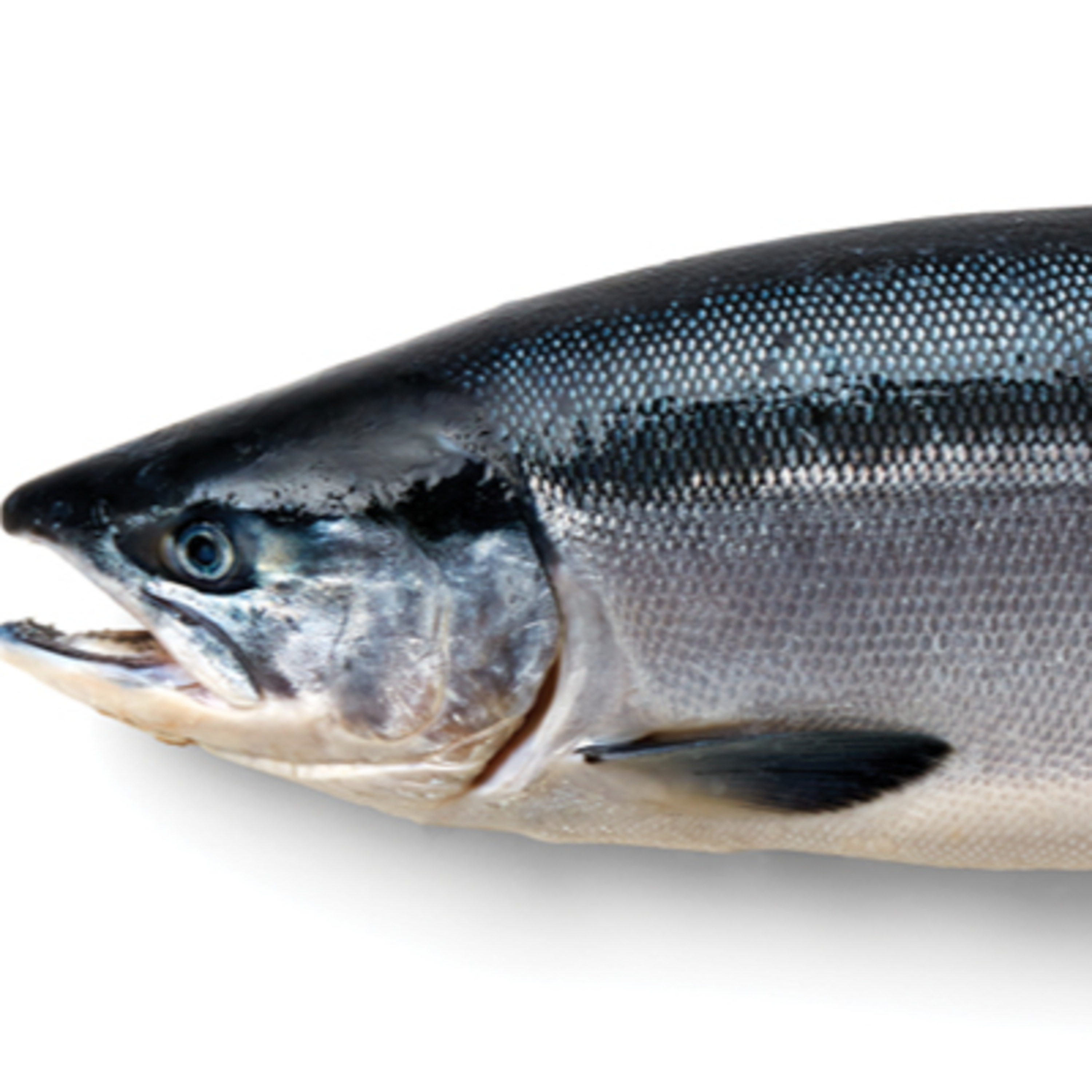 The Alaska Fisheries Report from KMXT