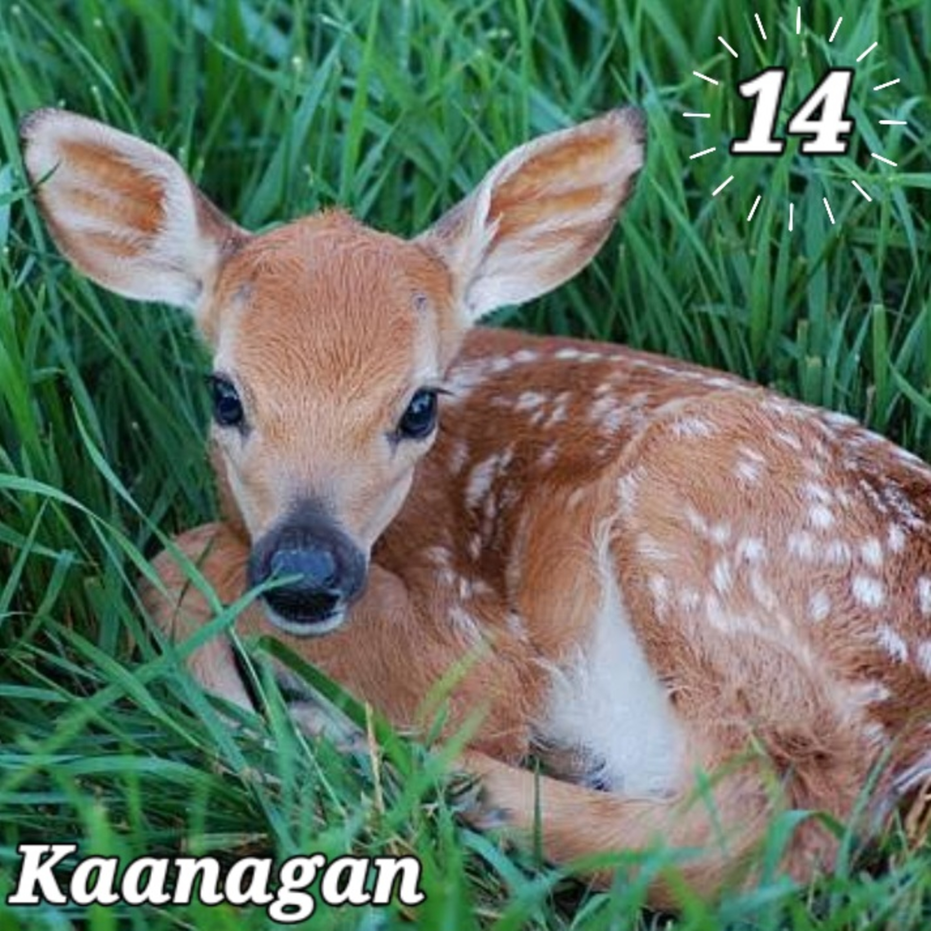 Kaanagan episode artwork