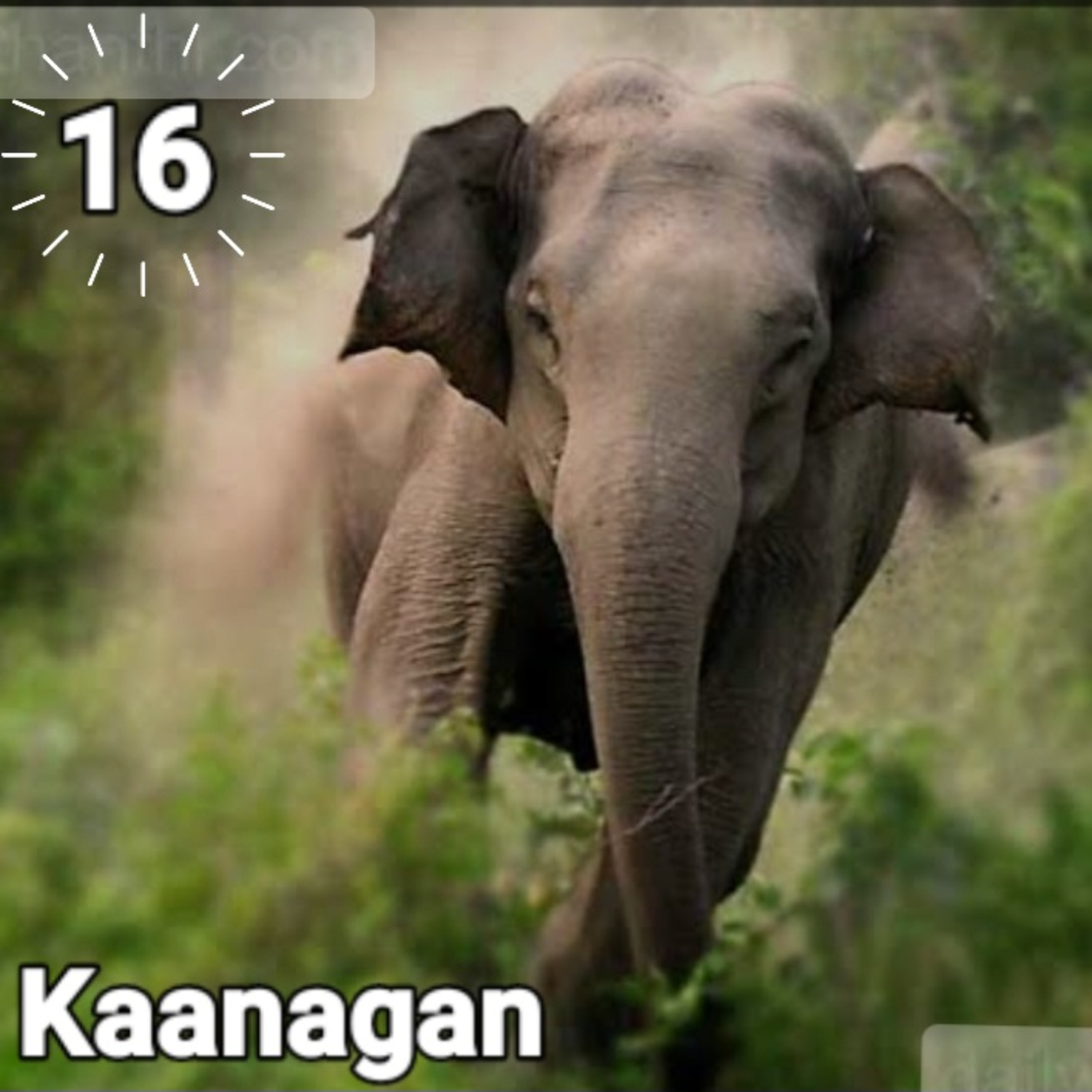 Kaanagan episode artwork
