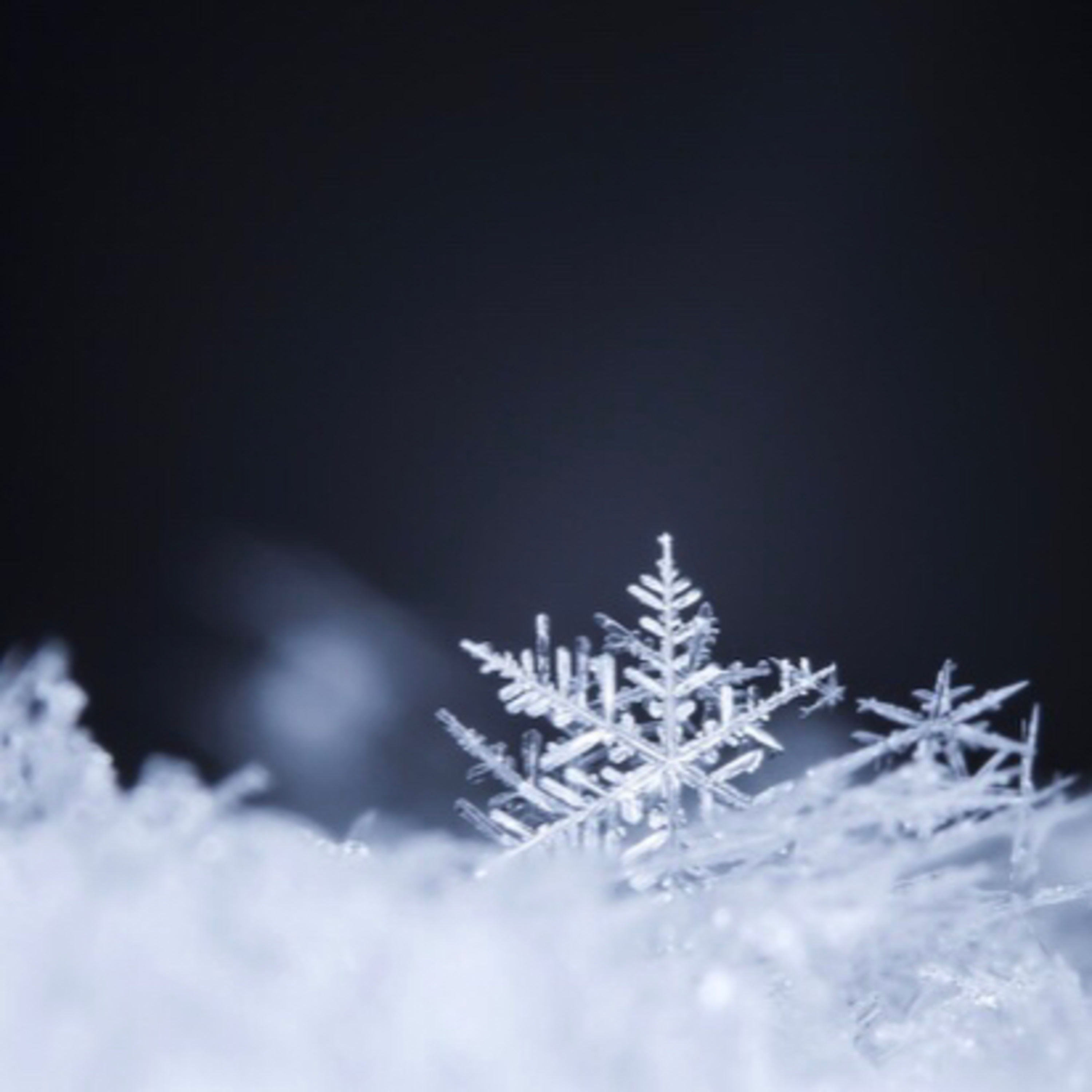 How to make a paper snowflake by Isabelle Dias and Cali Hagstrom