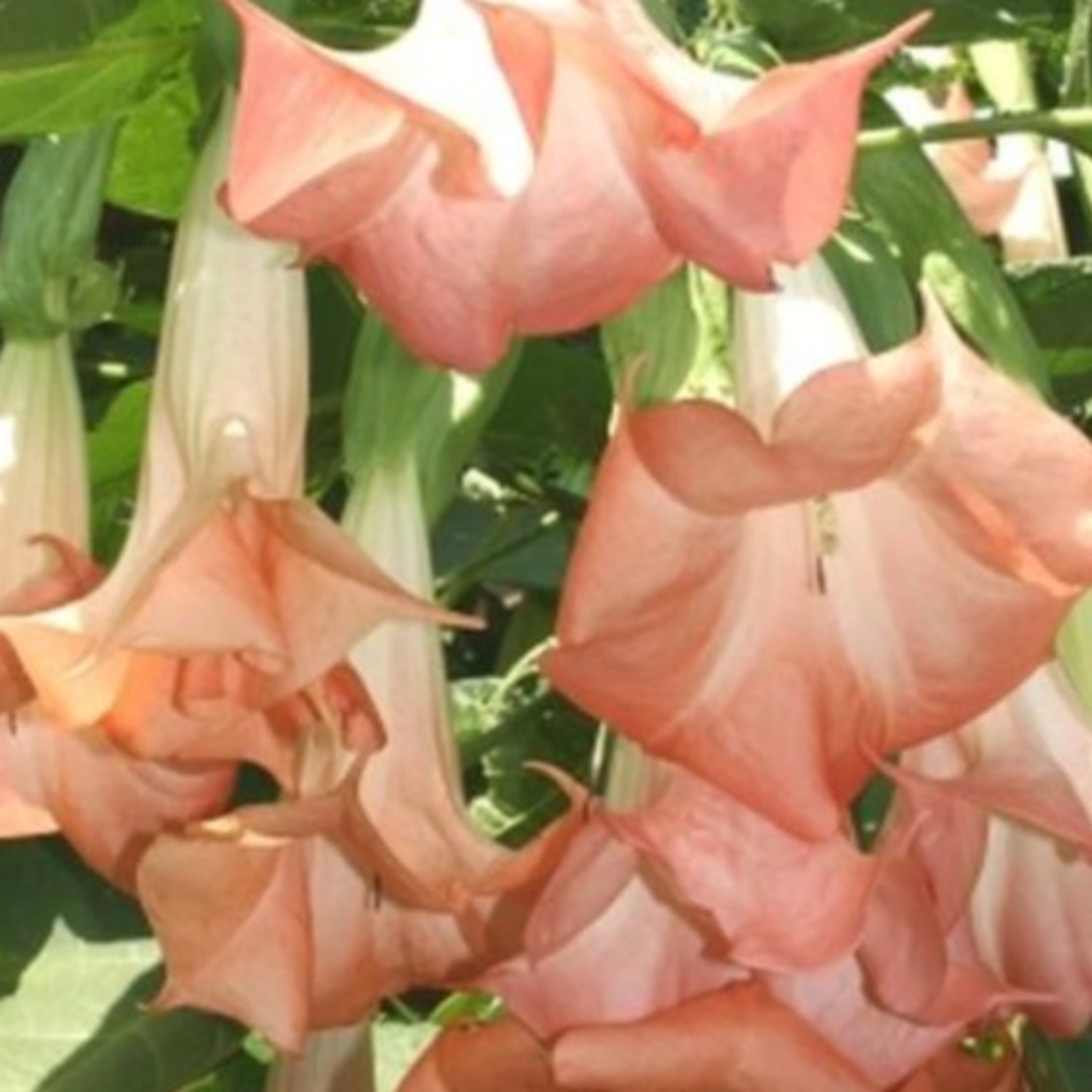 Solanaceae: Plucking Petals from the Garden of Feminine Night Shades