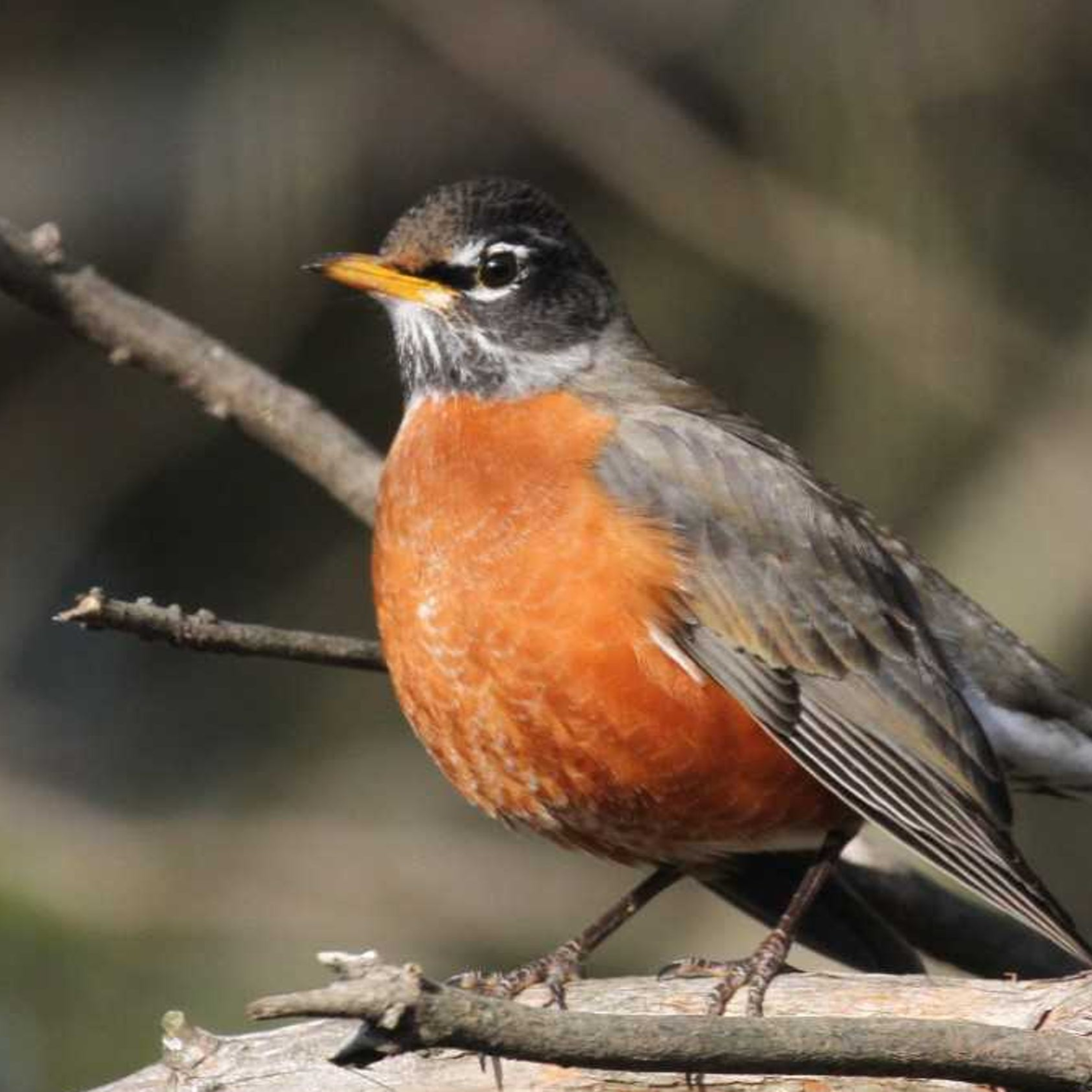 Become Nostalgic About Today