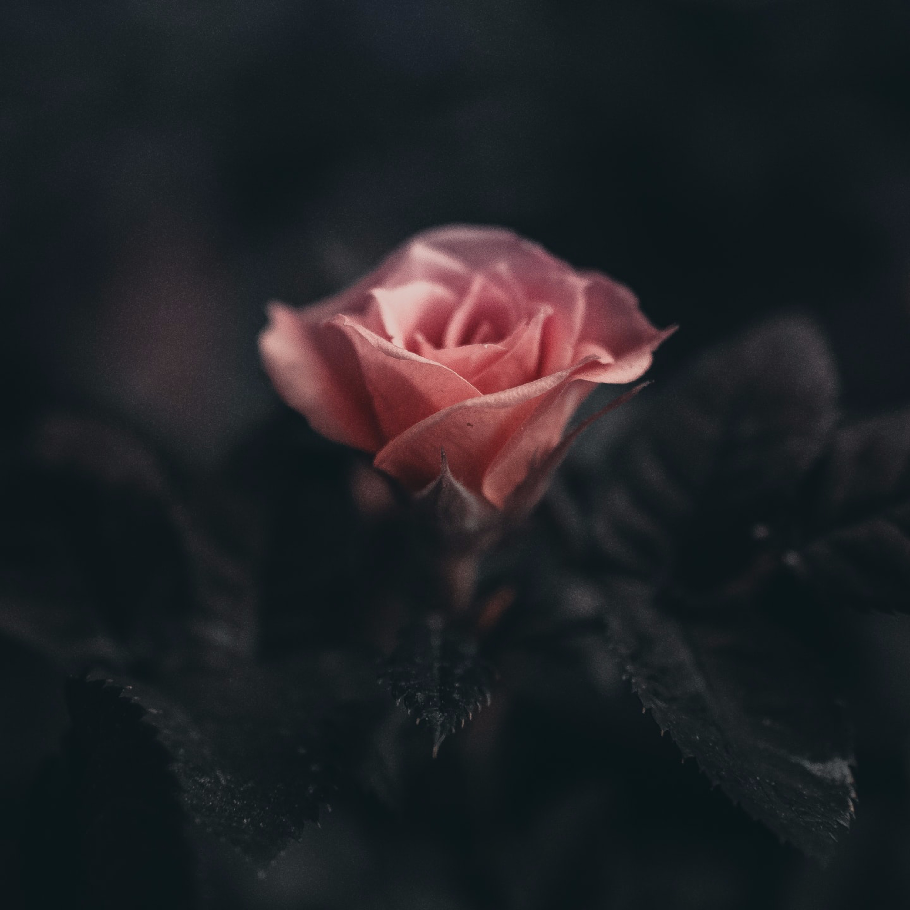 9. Ev