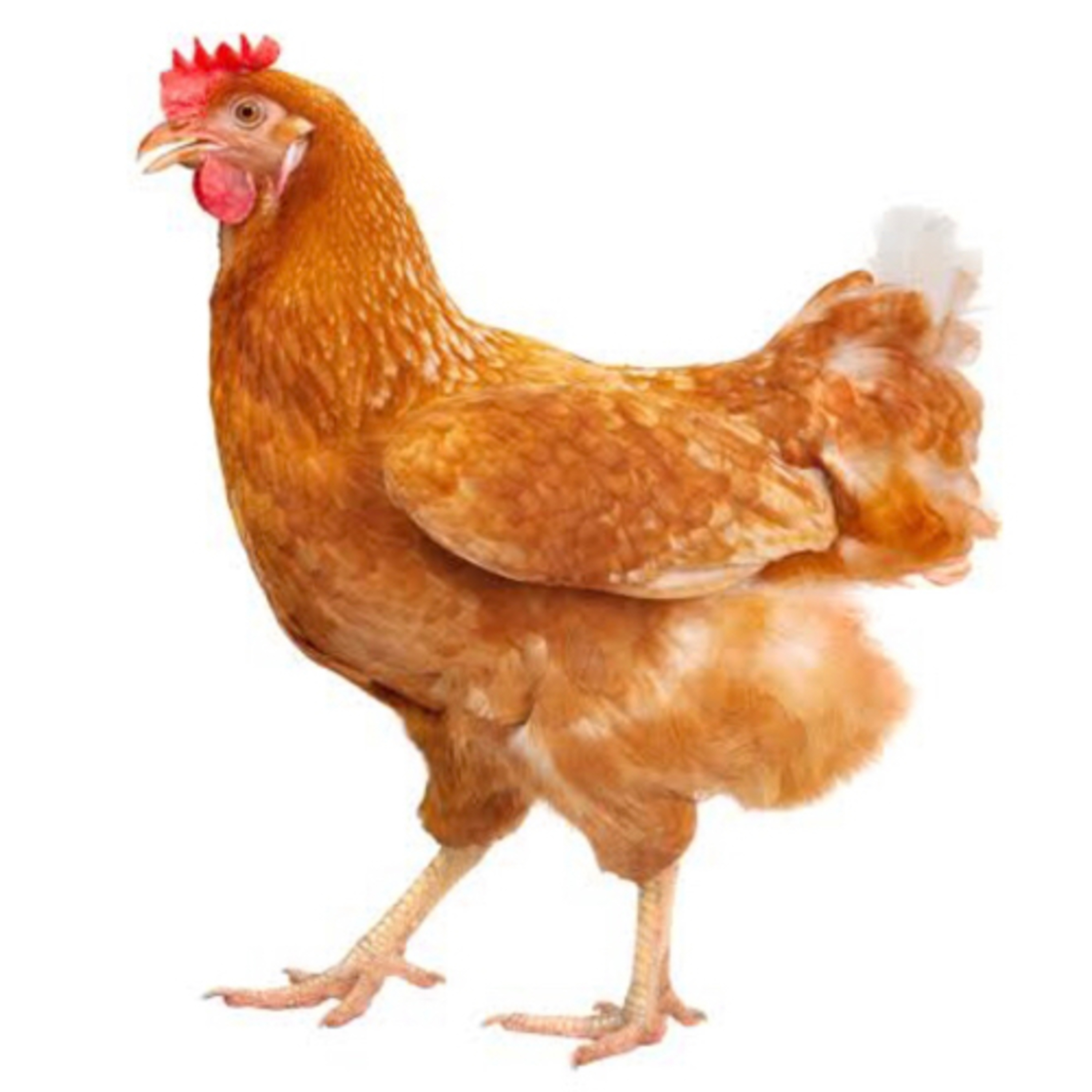 Chicken Farming  episode artwork