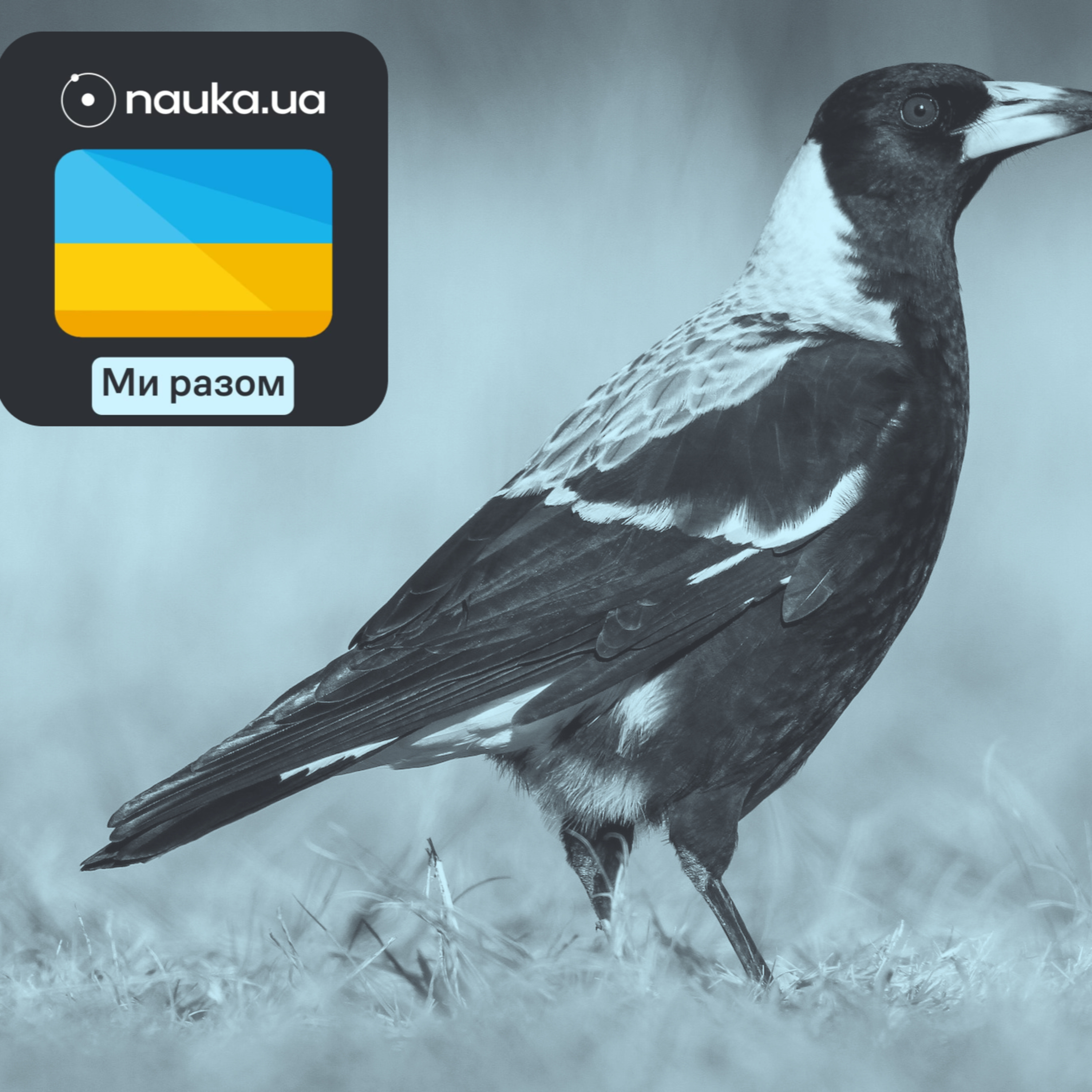 [Ми разом] Ворони згуртувалися щоб позбутися GPS-передавача