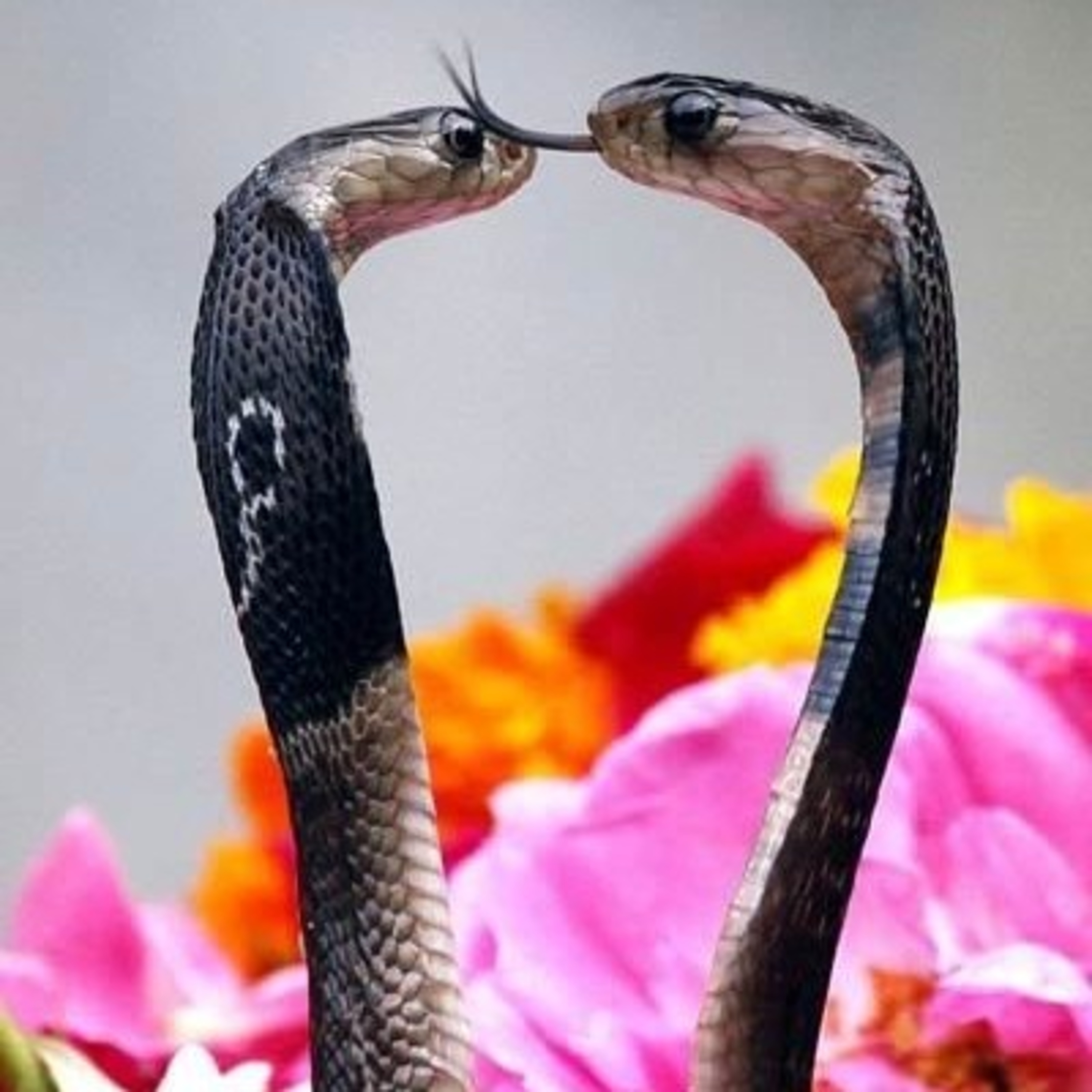 PODCONG