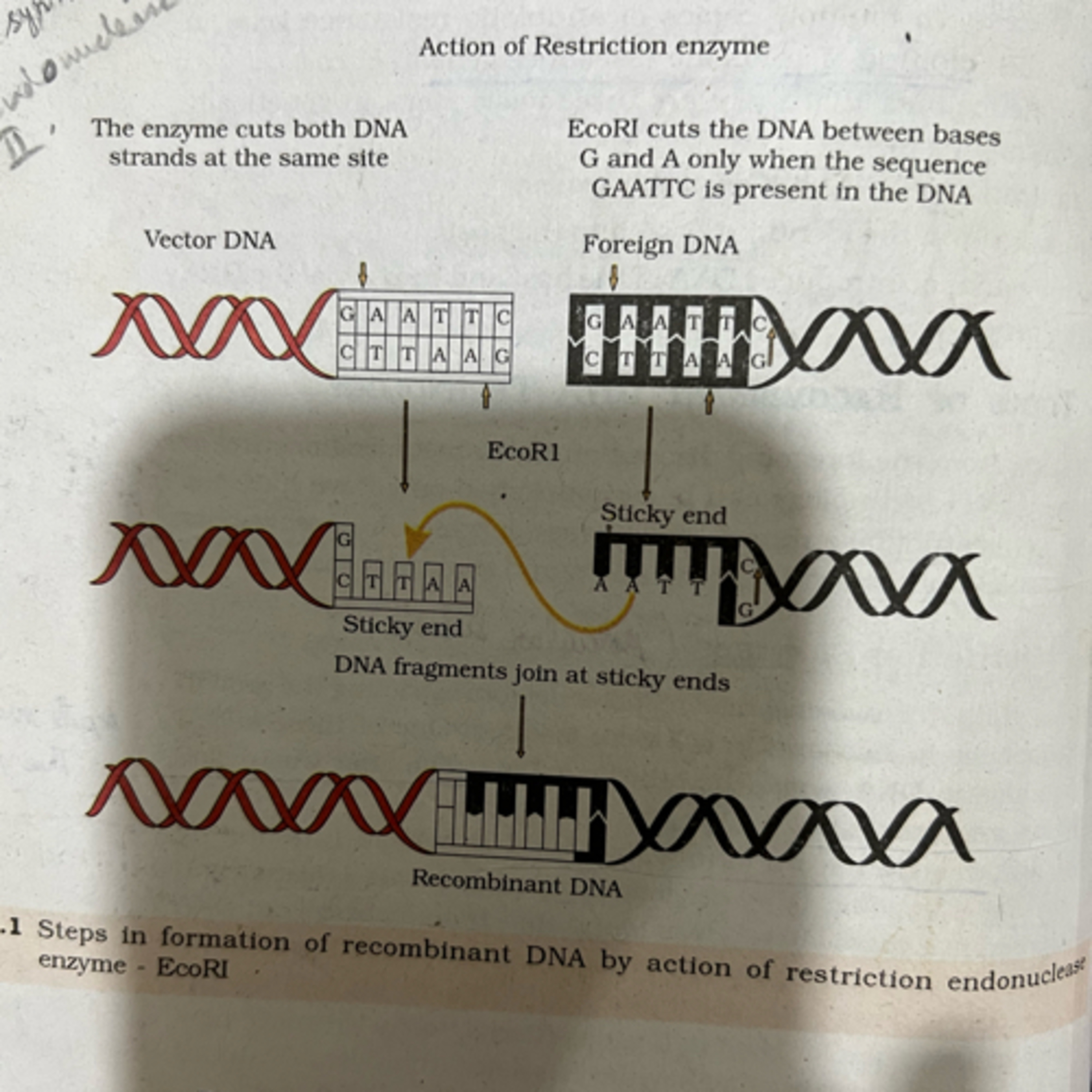 Chapter 11 Biotechnology- Principles and Processes episode artwork