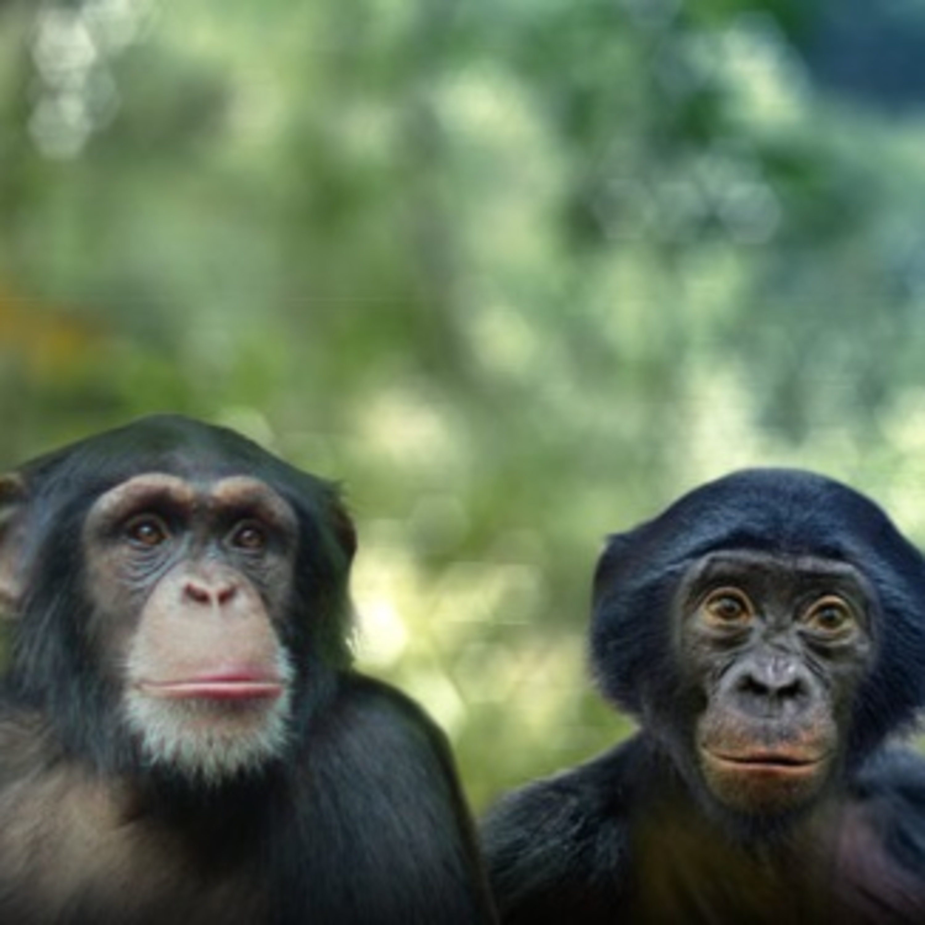 Cap. 15 - Primates hablando de primates un 18 de octubre episode artwork