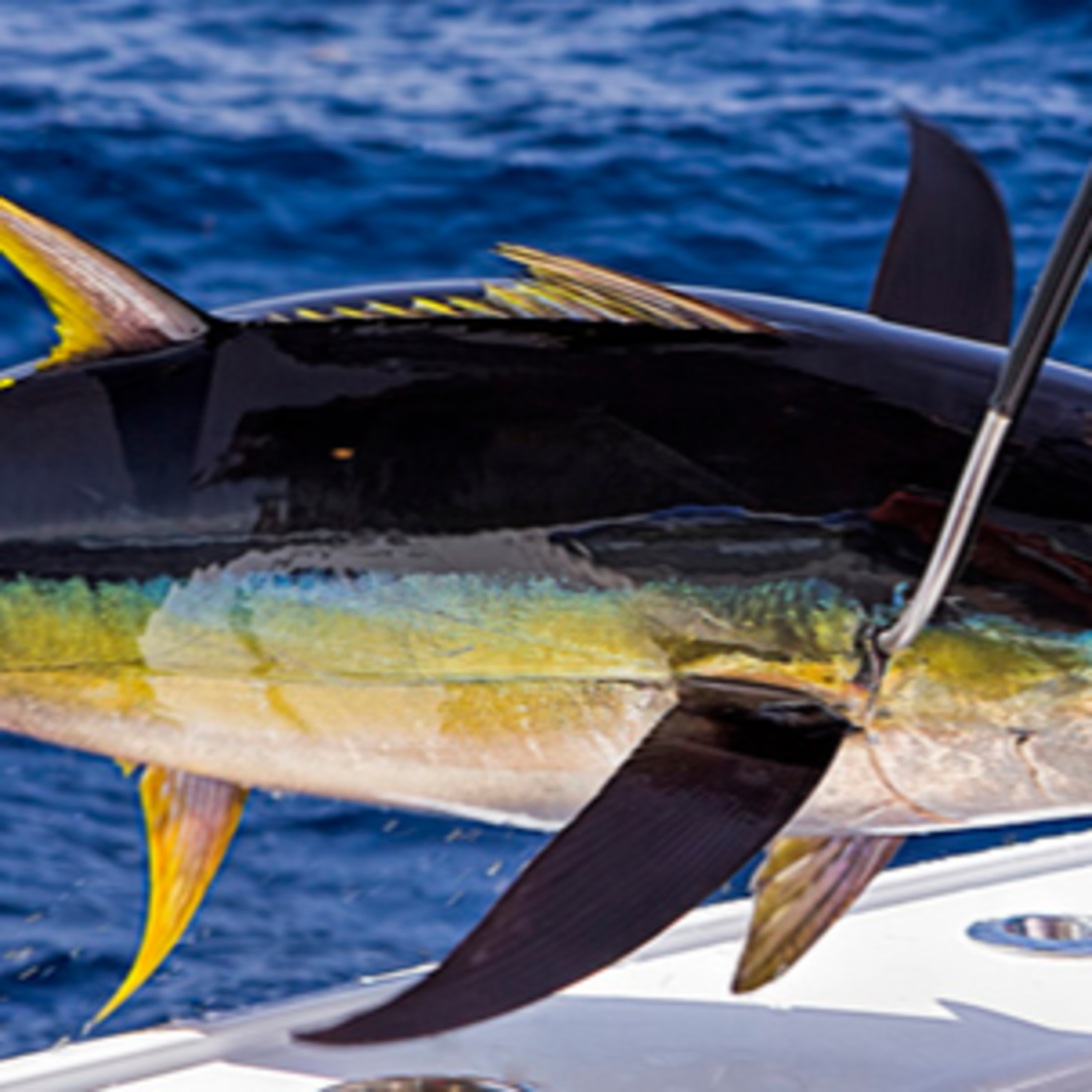 Coffee with the Captain