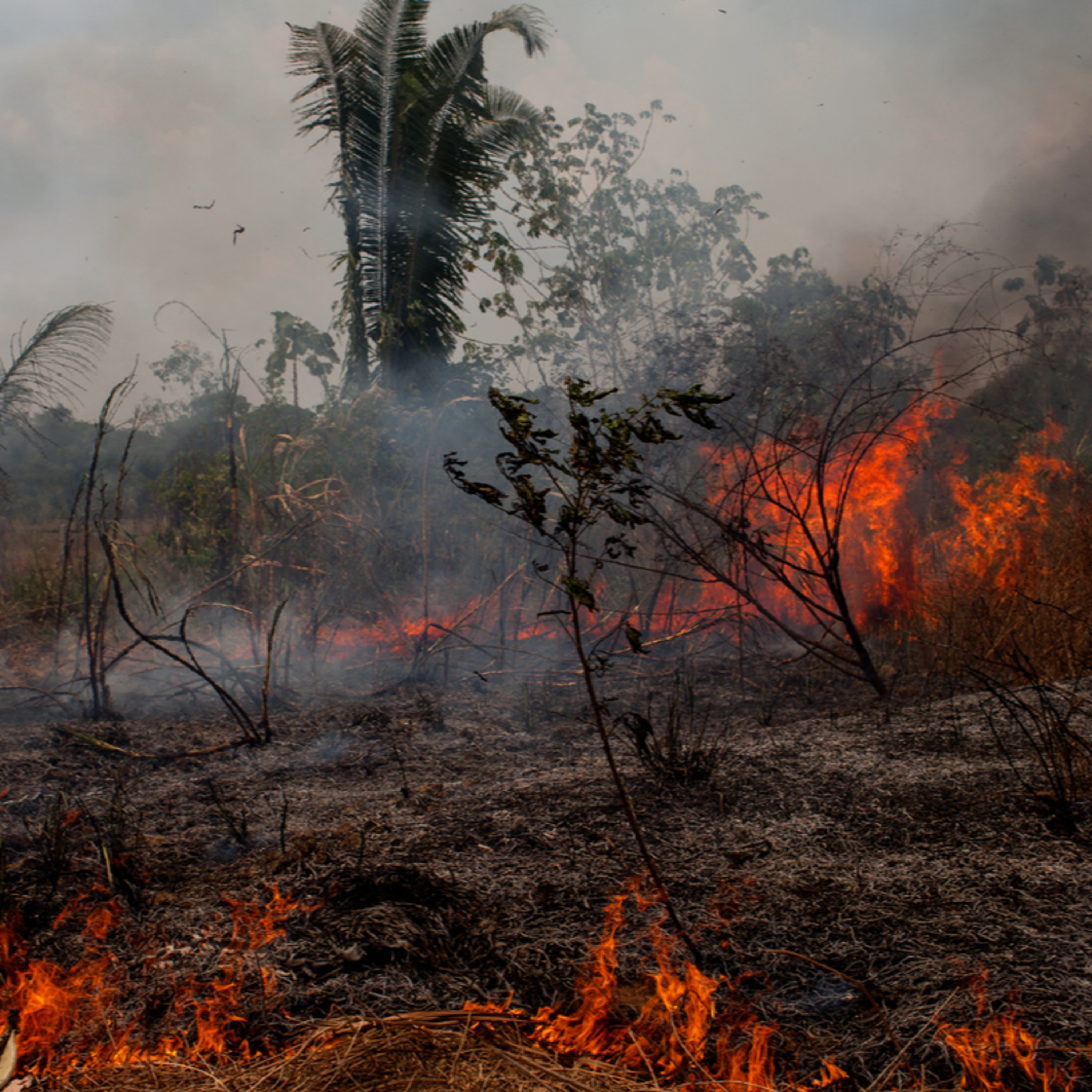 #2 - Atos e Fatos - Amazônia em Chamas e Universidades Federais em Crise