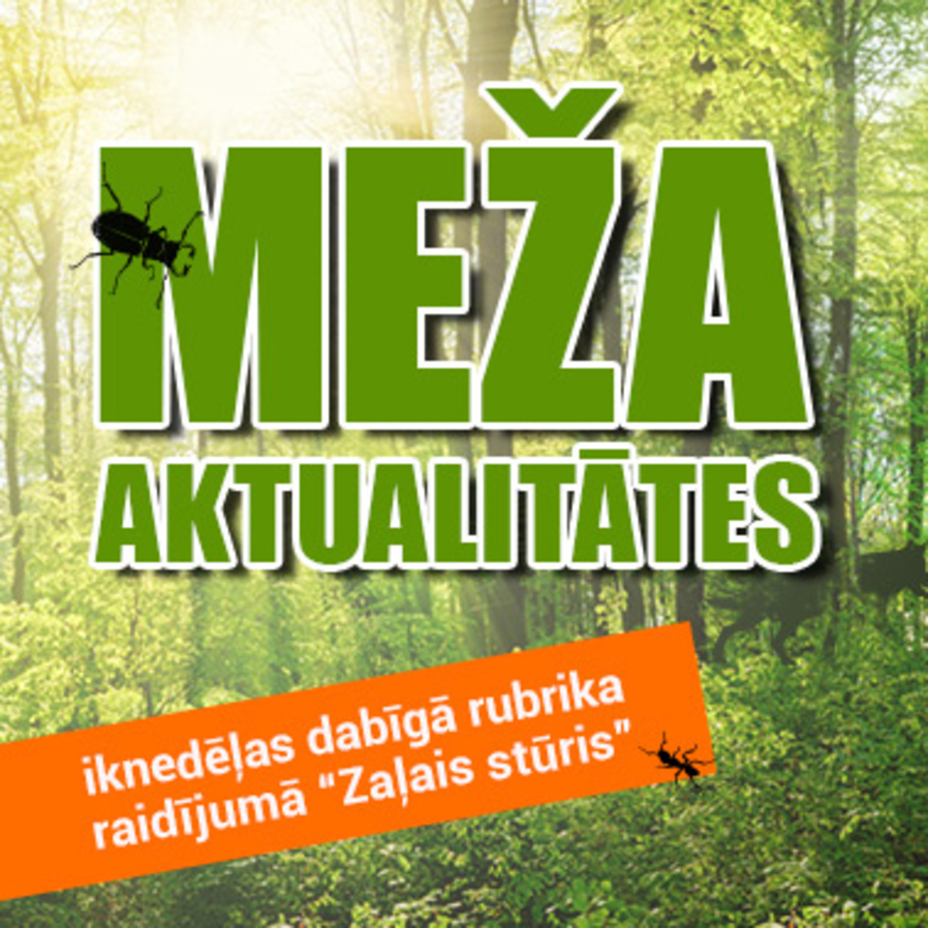 Meža aizsardzības aktualitātes. Kādus postījumus rada sniegs, mizgrauzis un ragainie iemītnieki? // MEŽA AKTUALITĀTES episode artwork