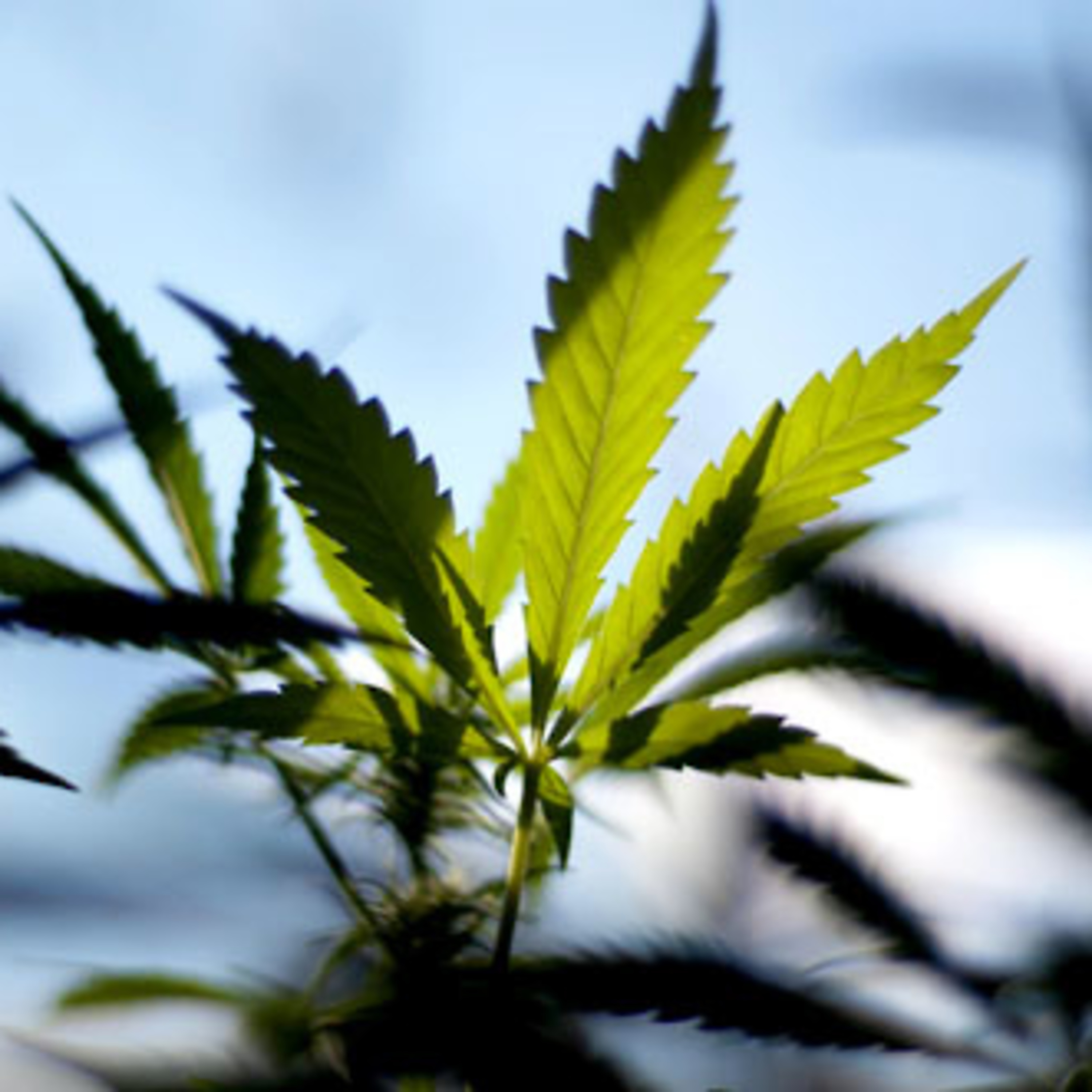 Cannabis medicinal sustentable  episode artwork