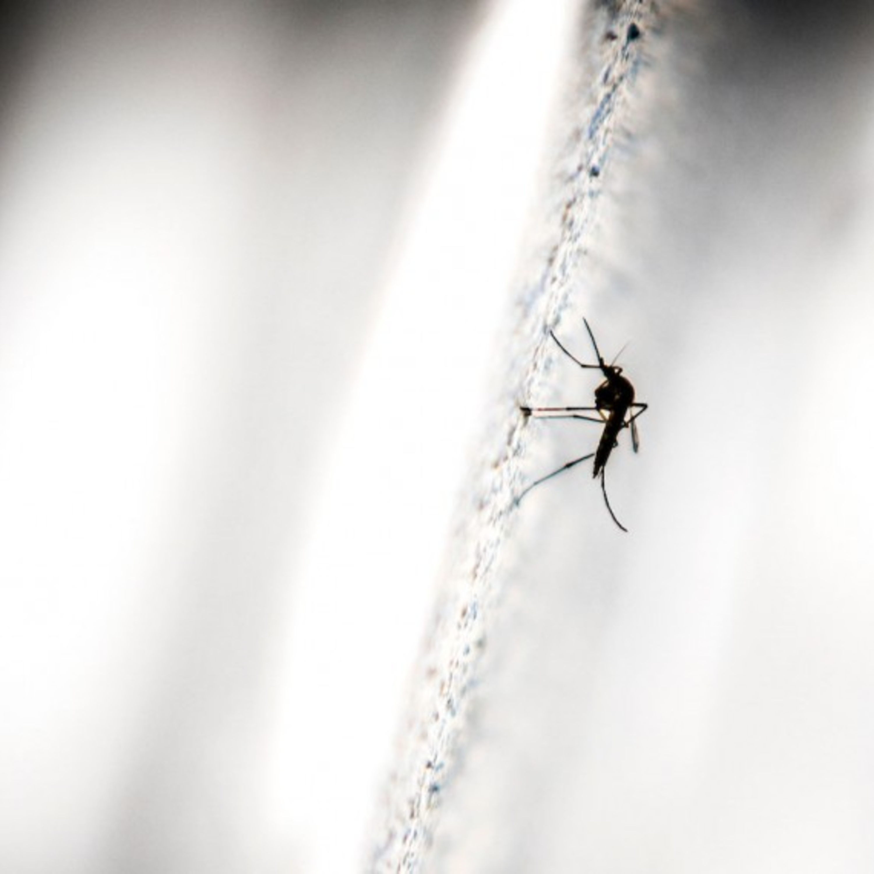 Caso de dengue: “es algo normal en un país donde está distribuido el vector, aseguran episode artwork
