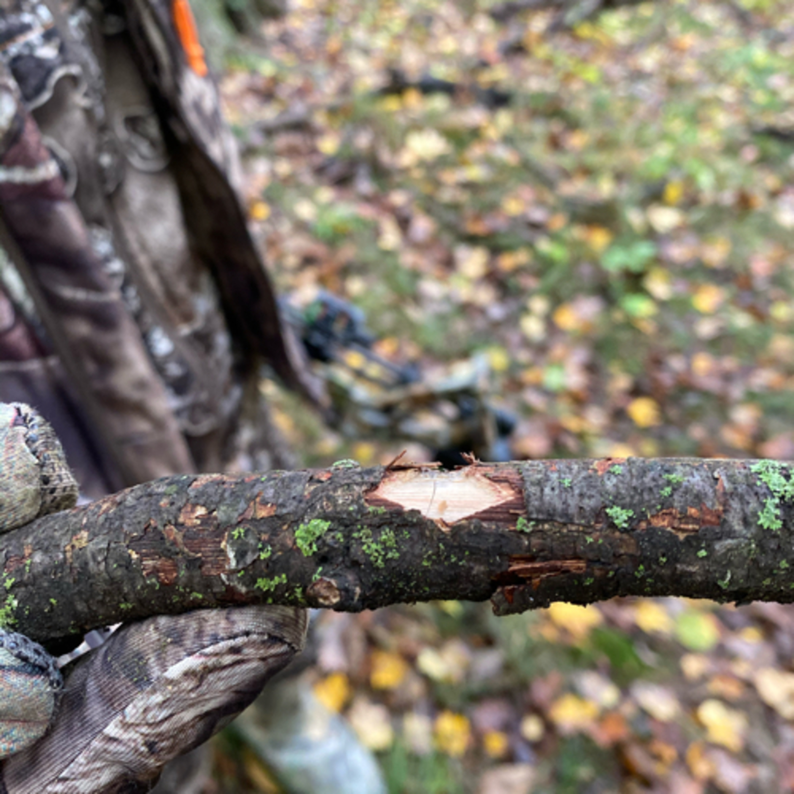 BlueCollarWhitetails