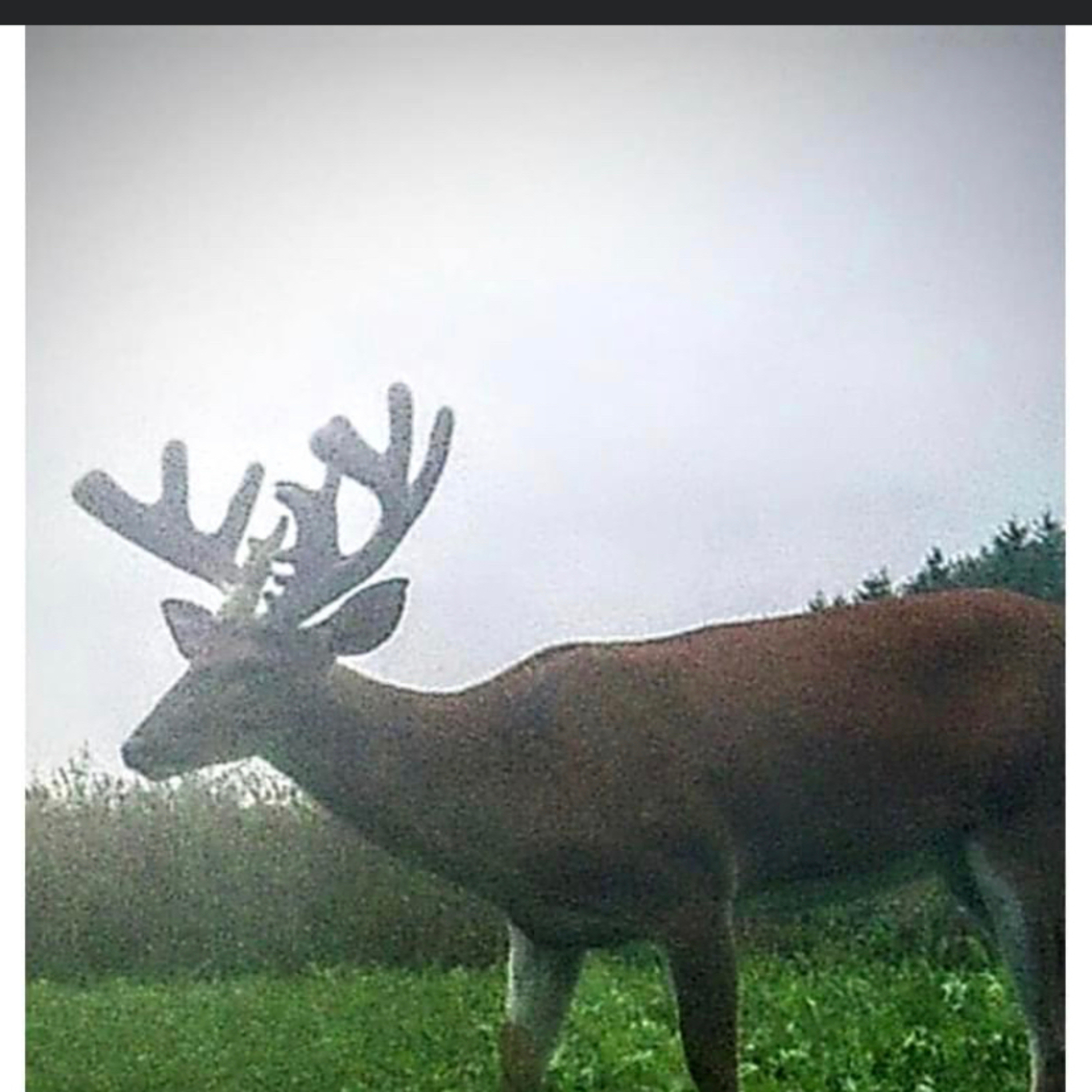 BlueCollarWhitetails