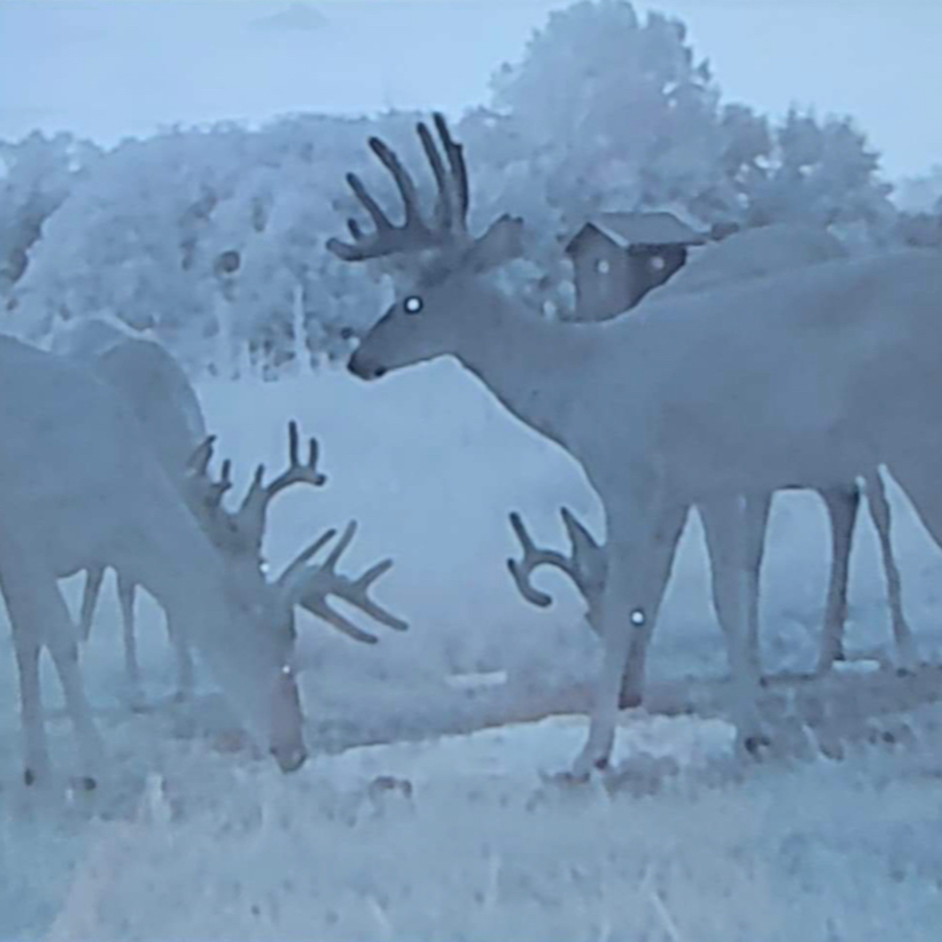 BlueCollarWhitetails