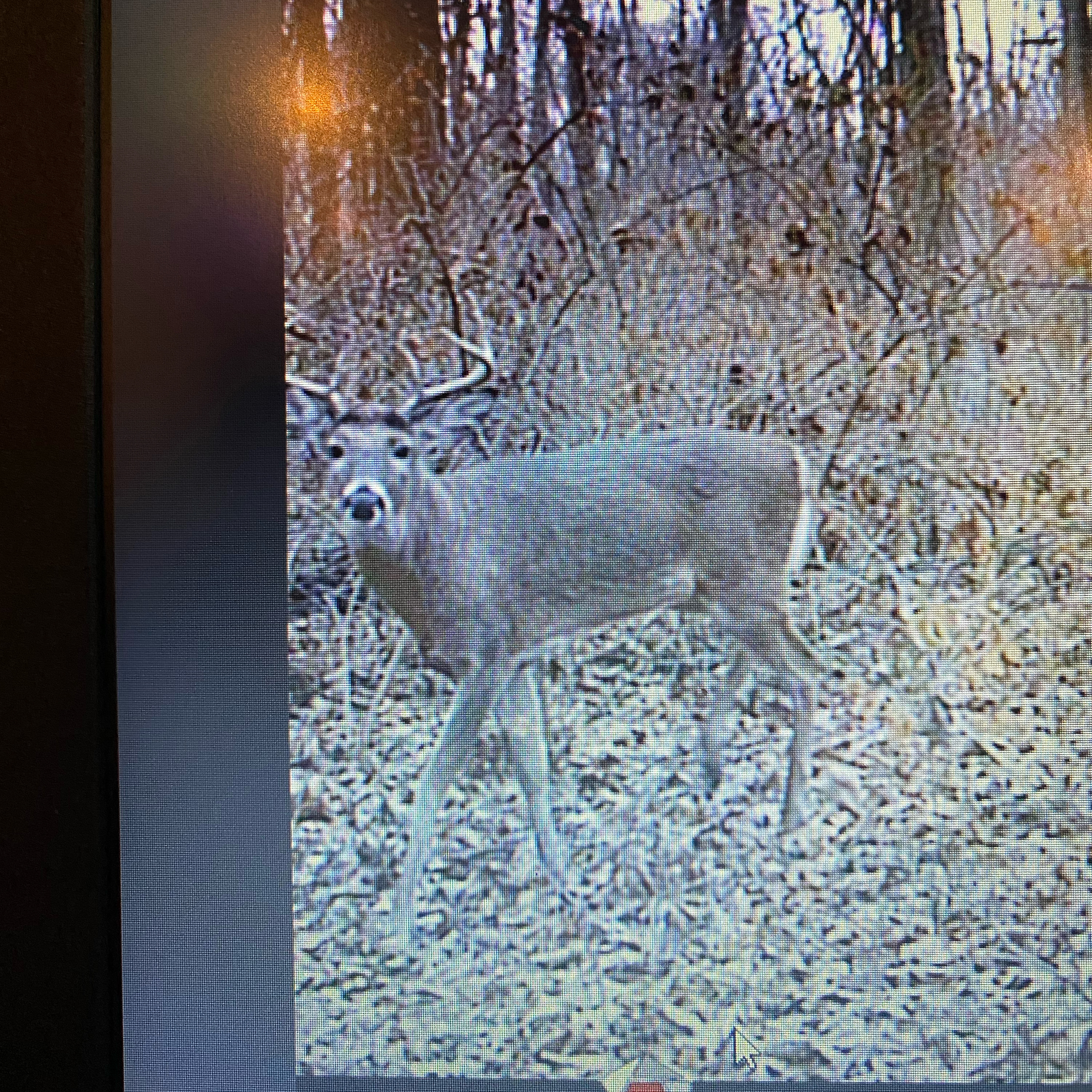 BlueCollarWhitetails