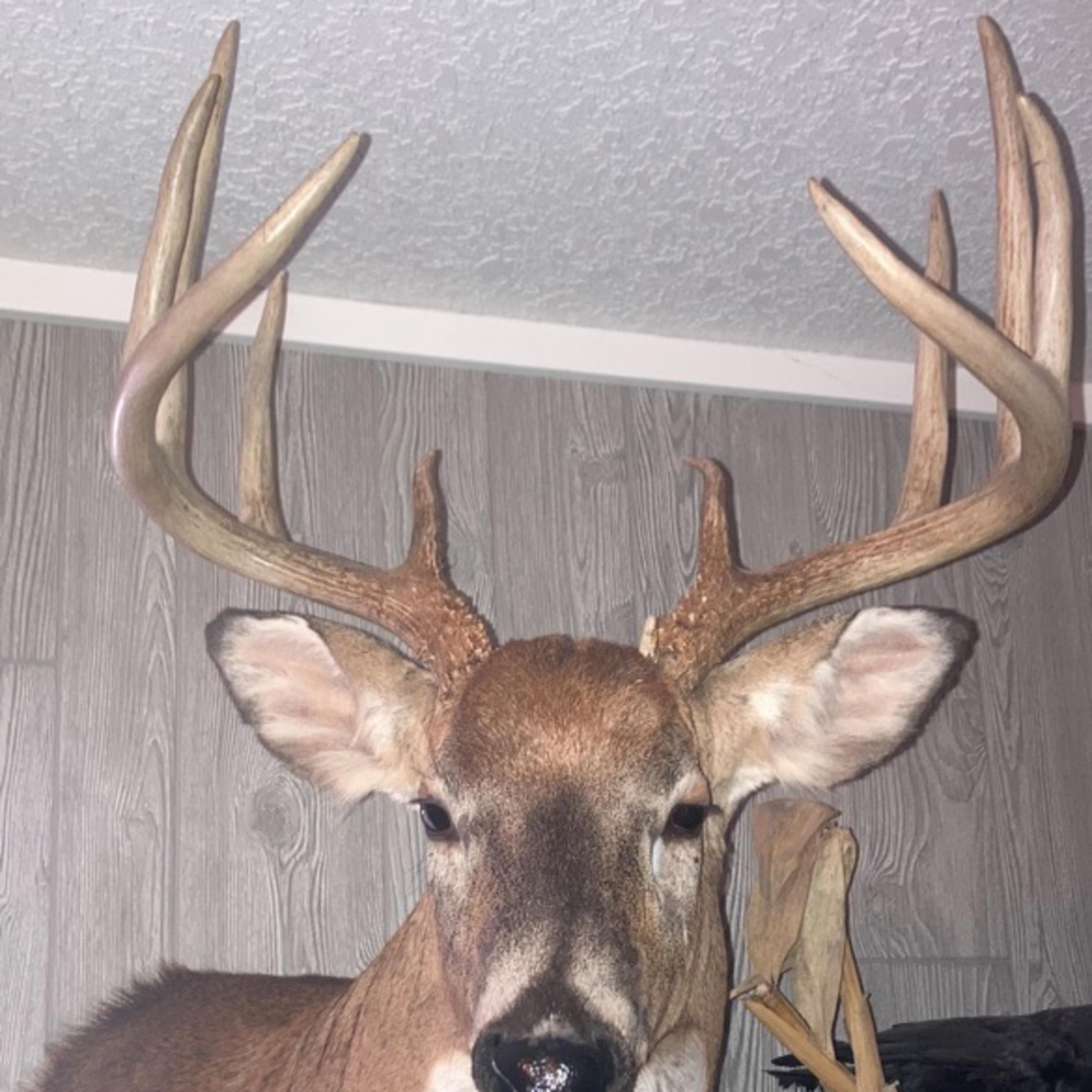 BlueCollarWhitetails