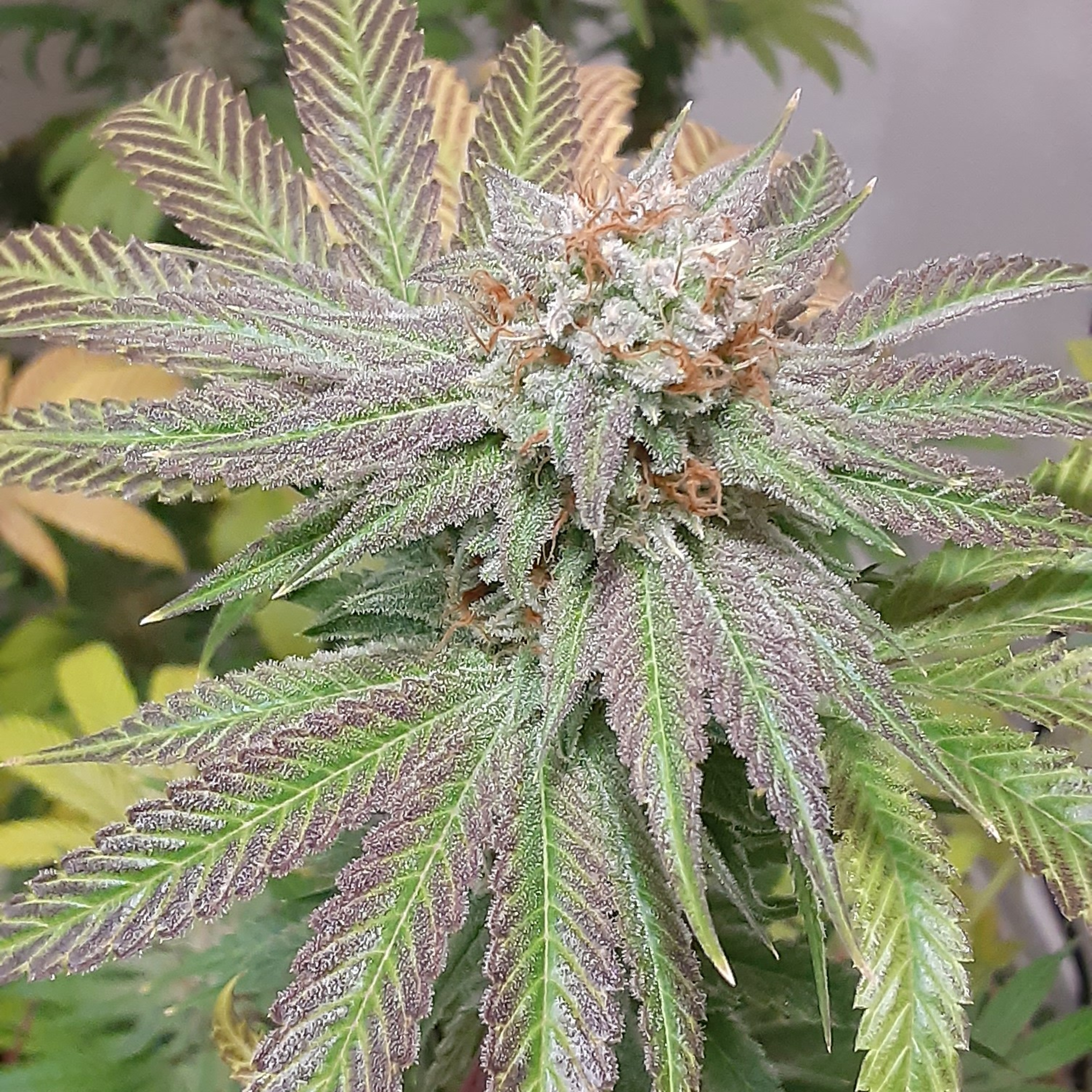 Ep3 Cannabis agriculture and breeding terminology/feminized seeds step by step.