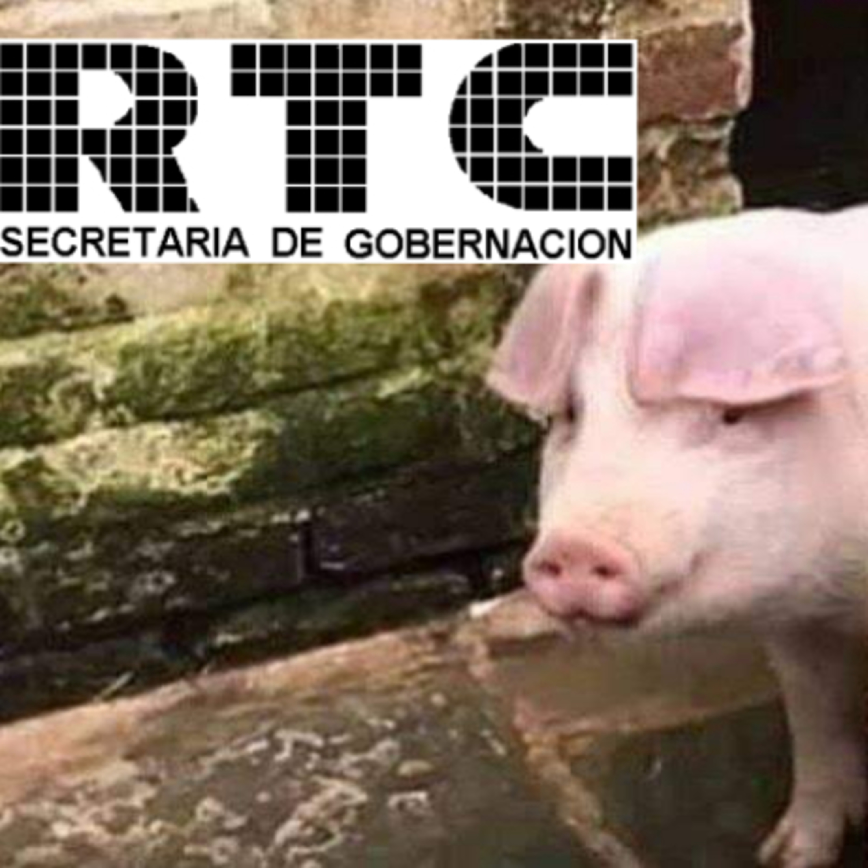 Cerdito de Podcast