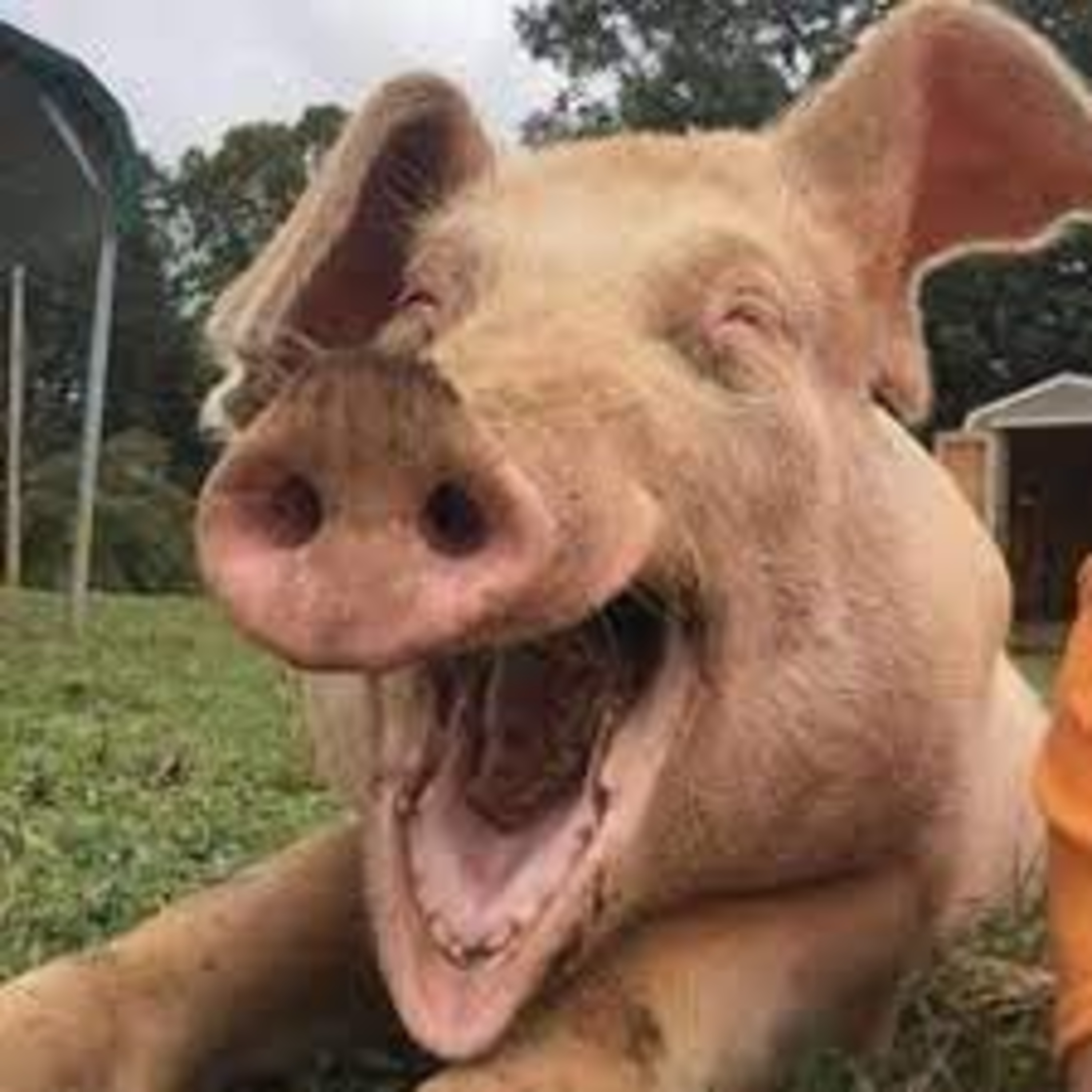 Cerdito de Podcast