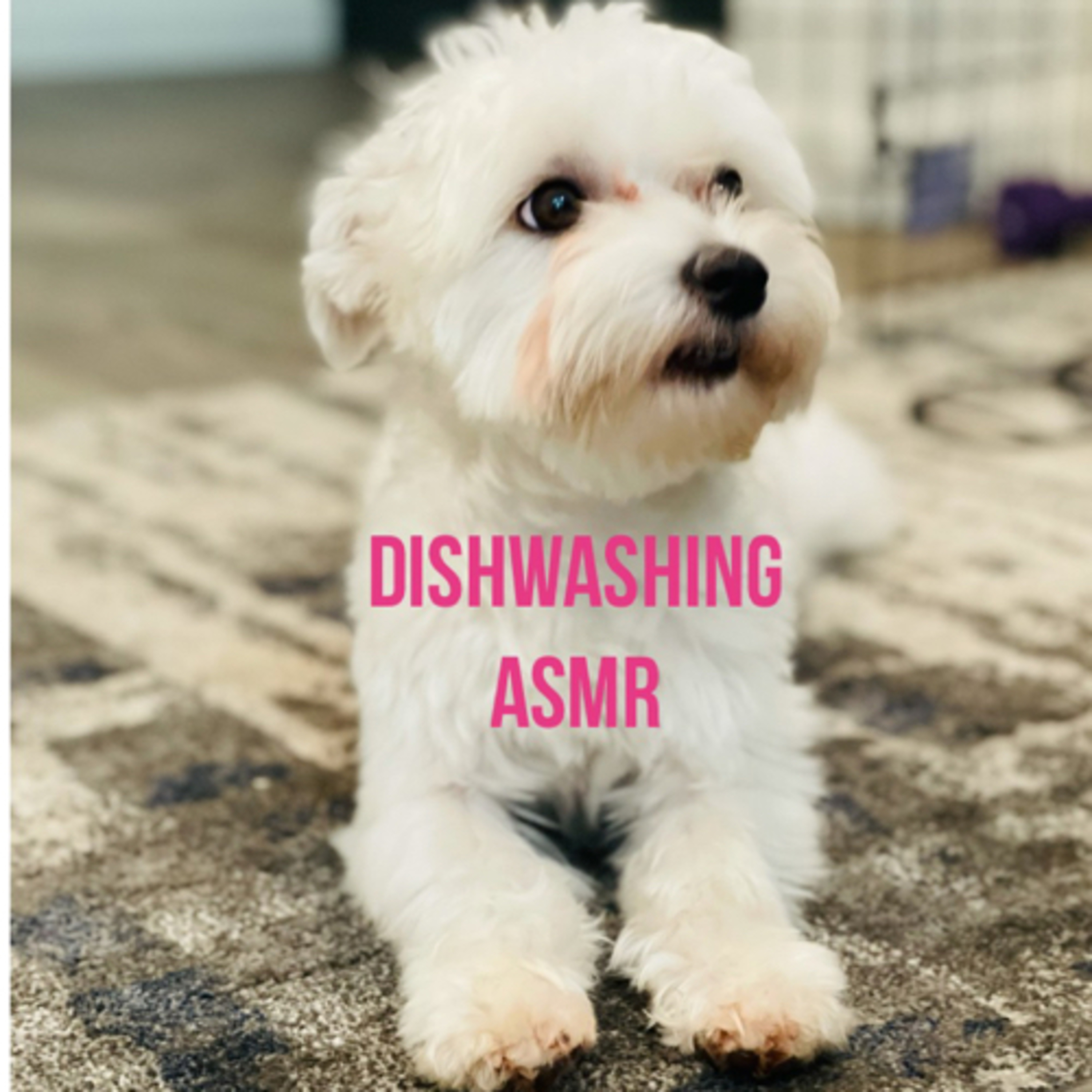 Dishwashing ASMR