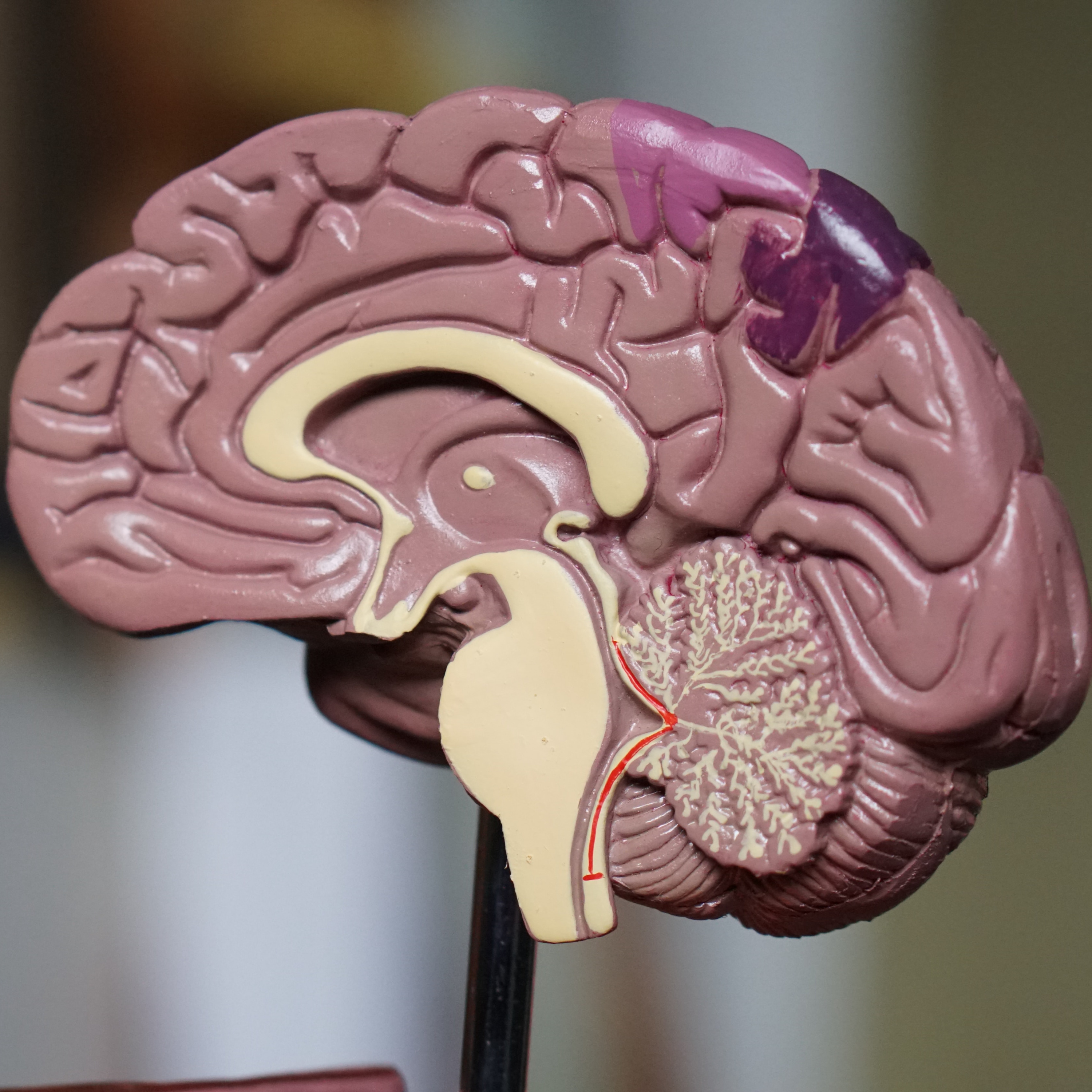 Keeping your brain sharp: 8 tips episode artwork