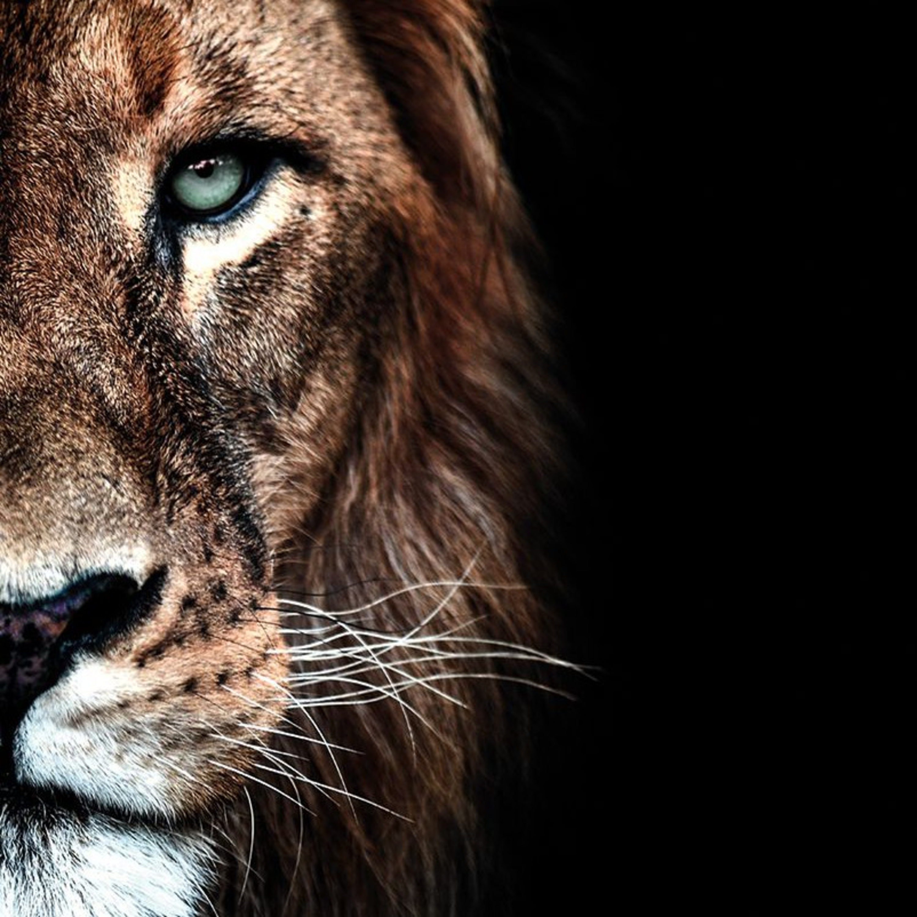 No Fear