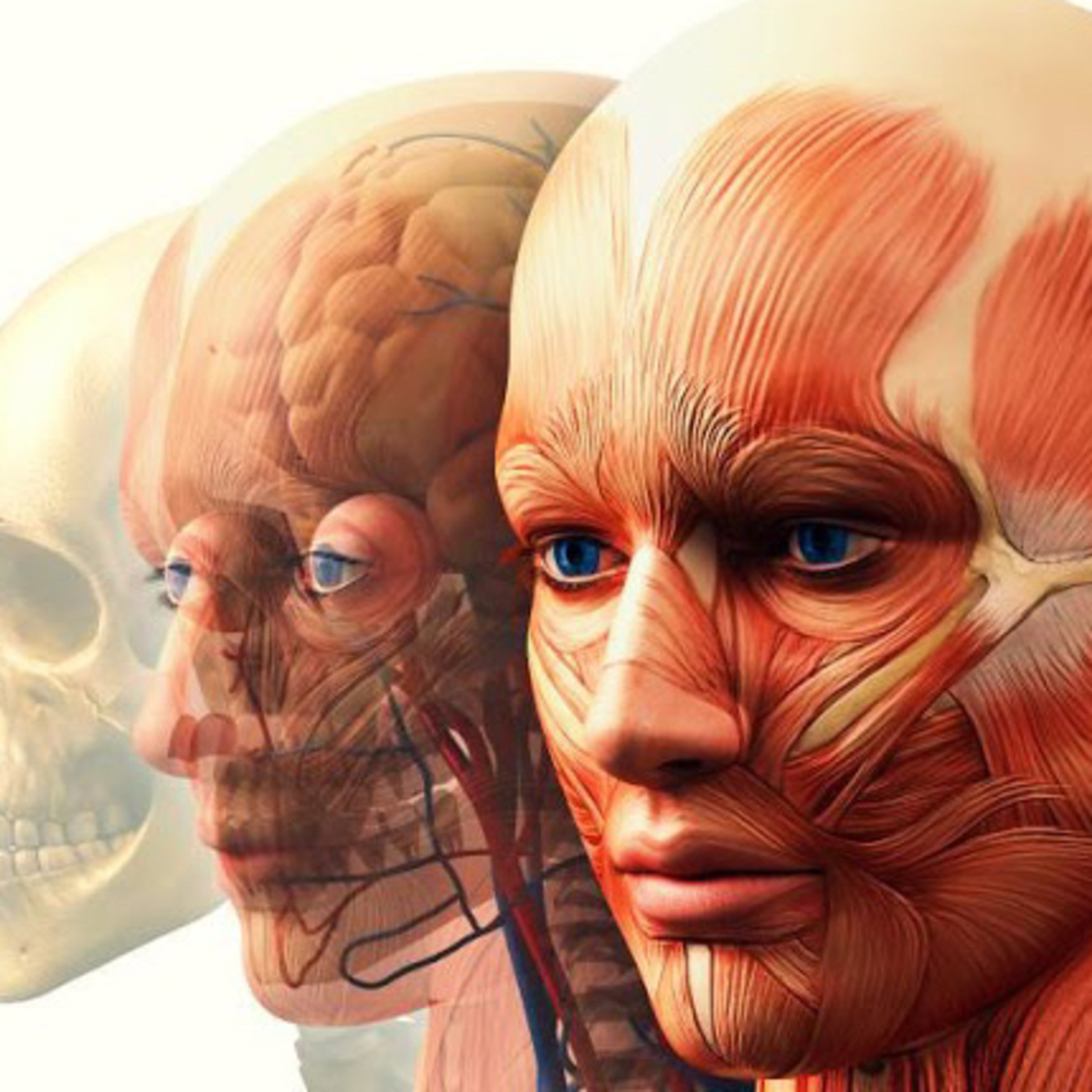 La importancia de la anatomía  episode artwork