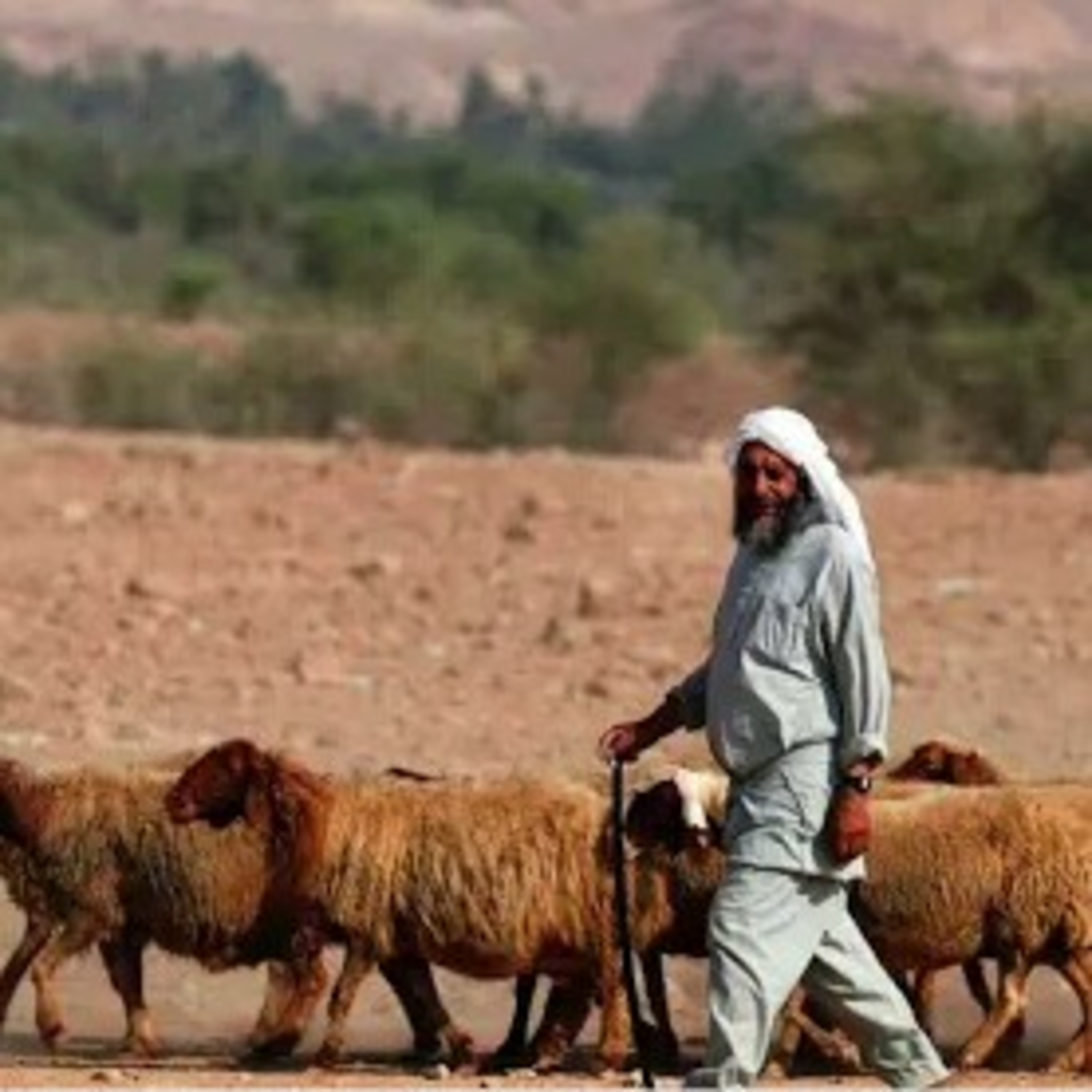 Hebrew Broadcasting Network