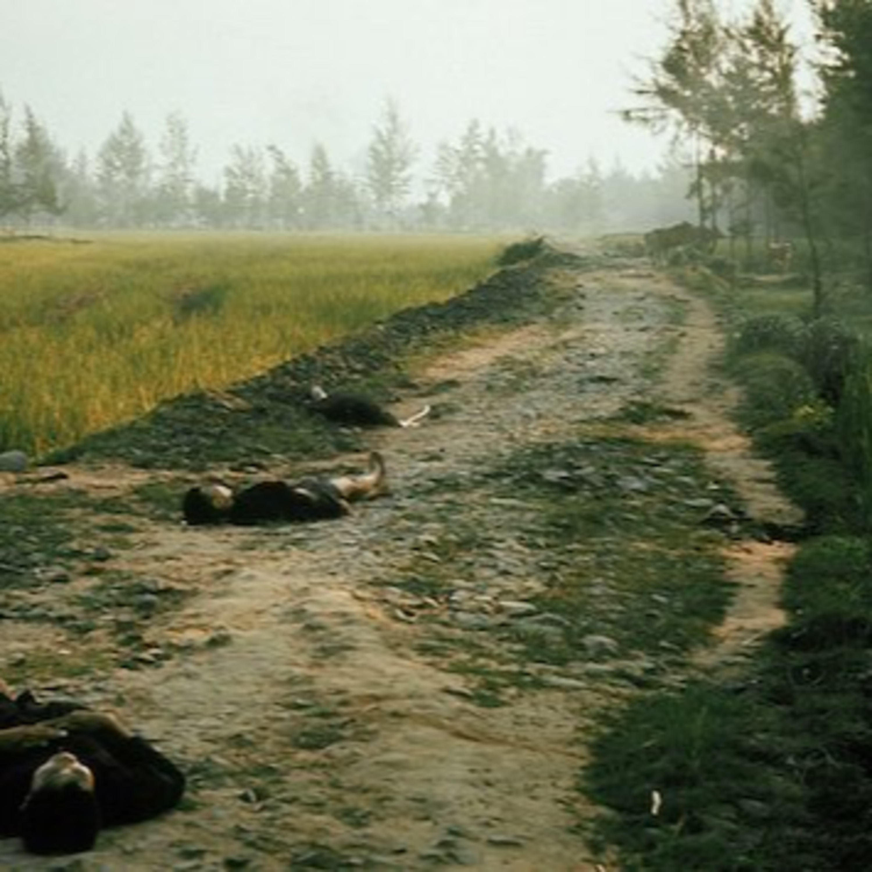[Vietnam 1967] Sự thật đằng sau Thảm sát Mỹ Lai episode artwork