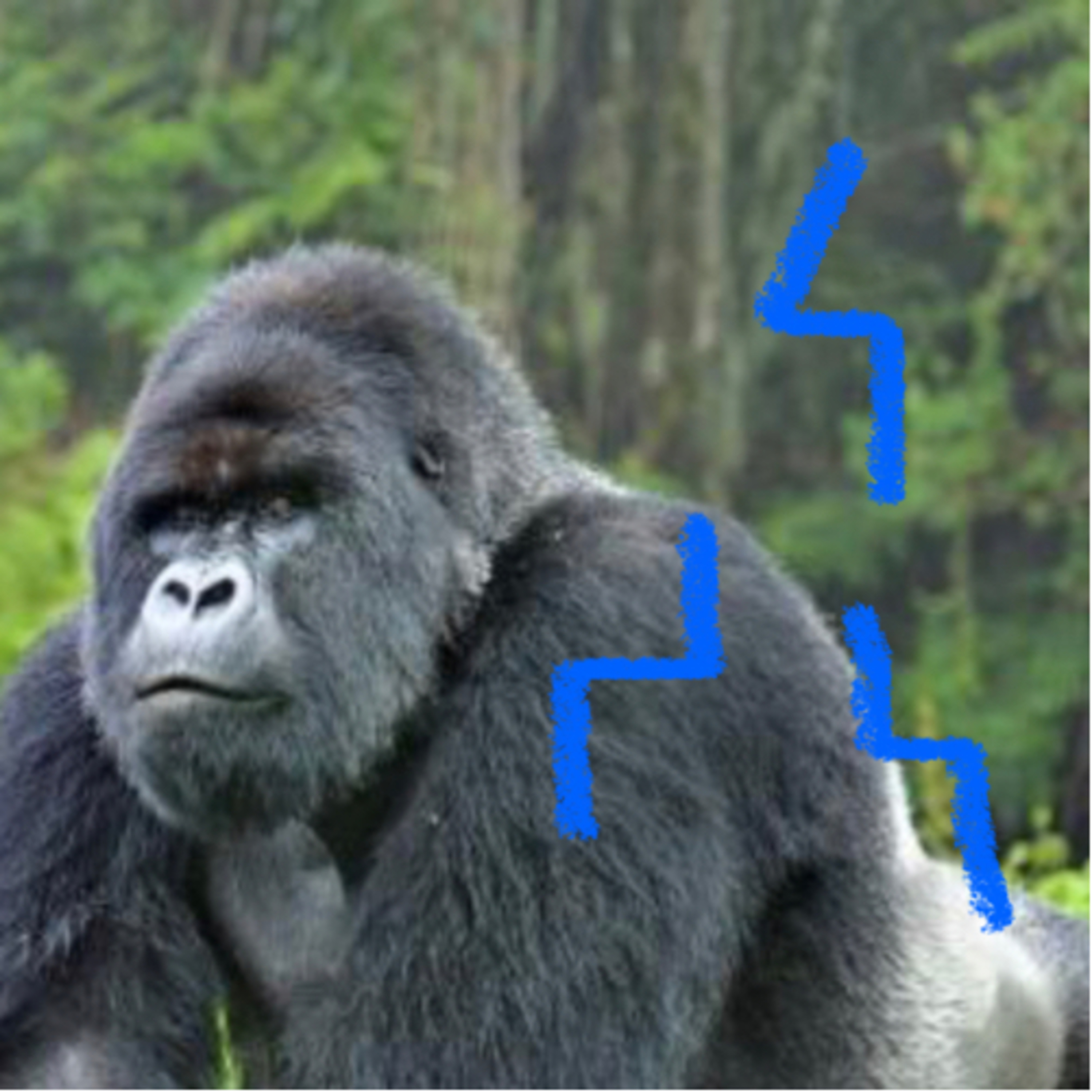 🦍Gorillas 🦍  episode artwork