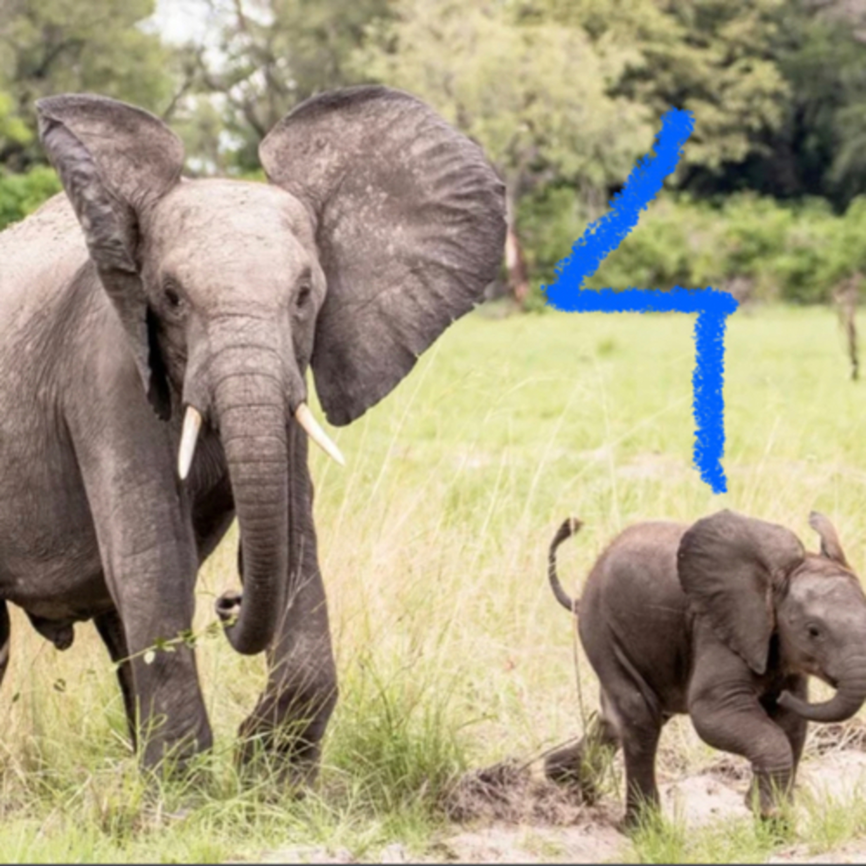 Elephants  episode artwork