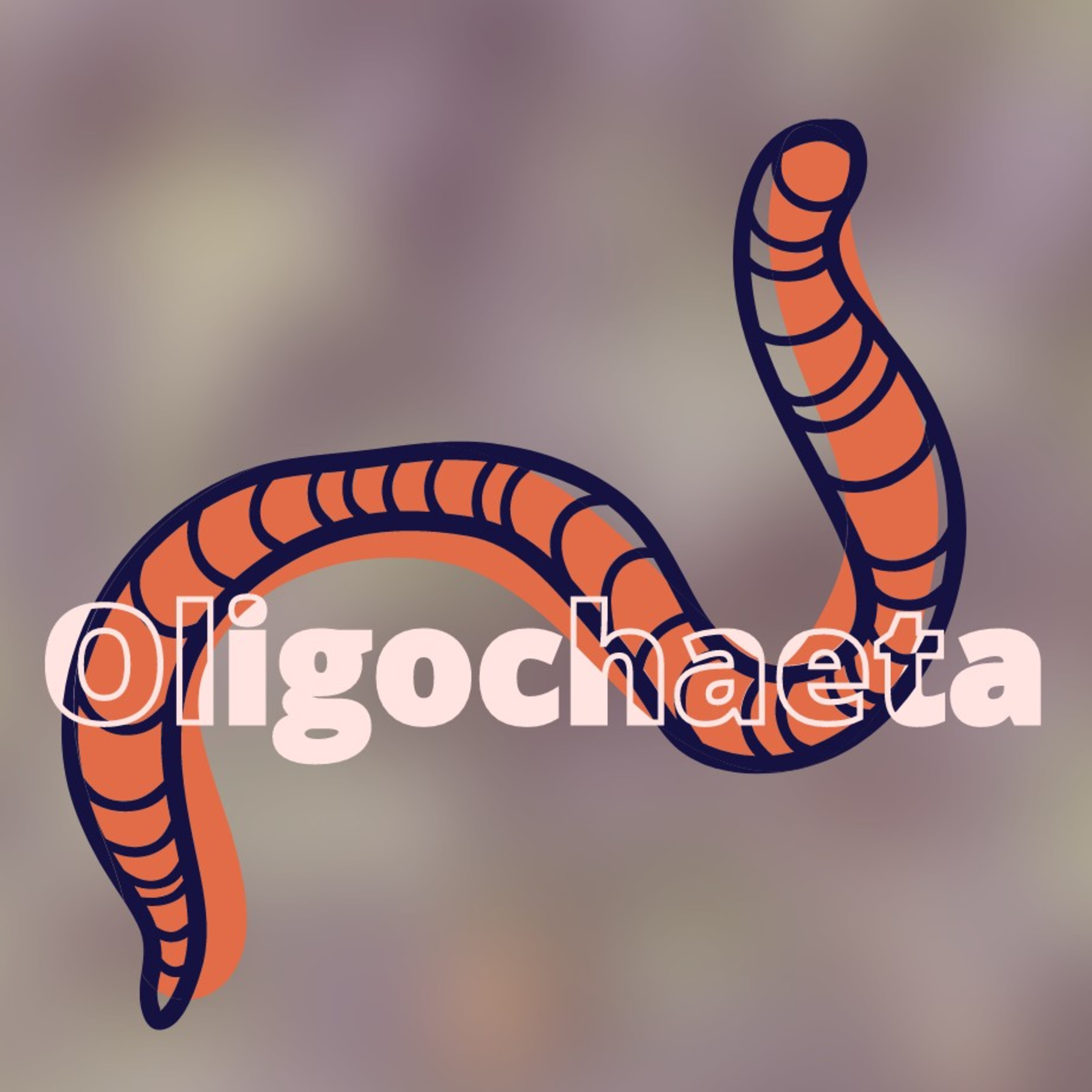 Oligochaeta - As minhocas