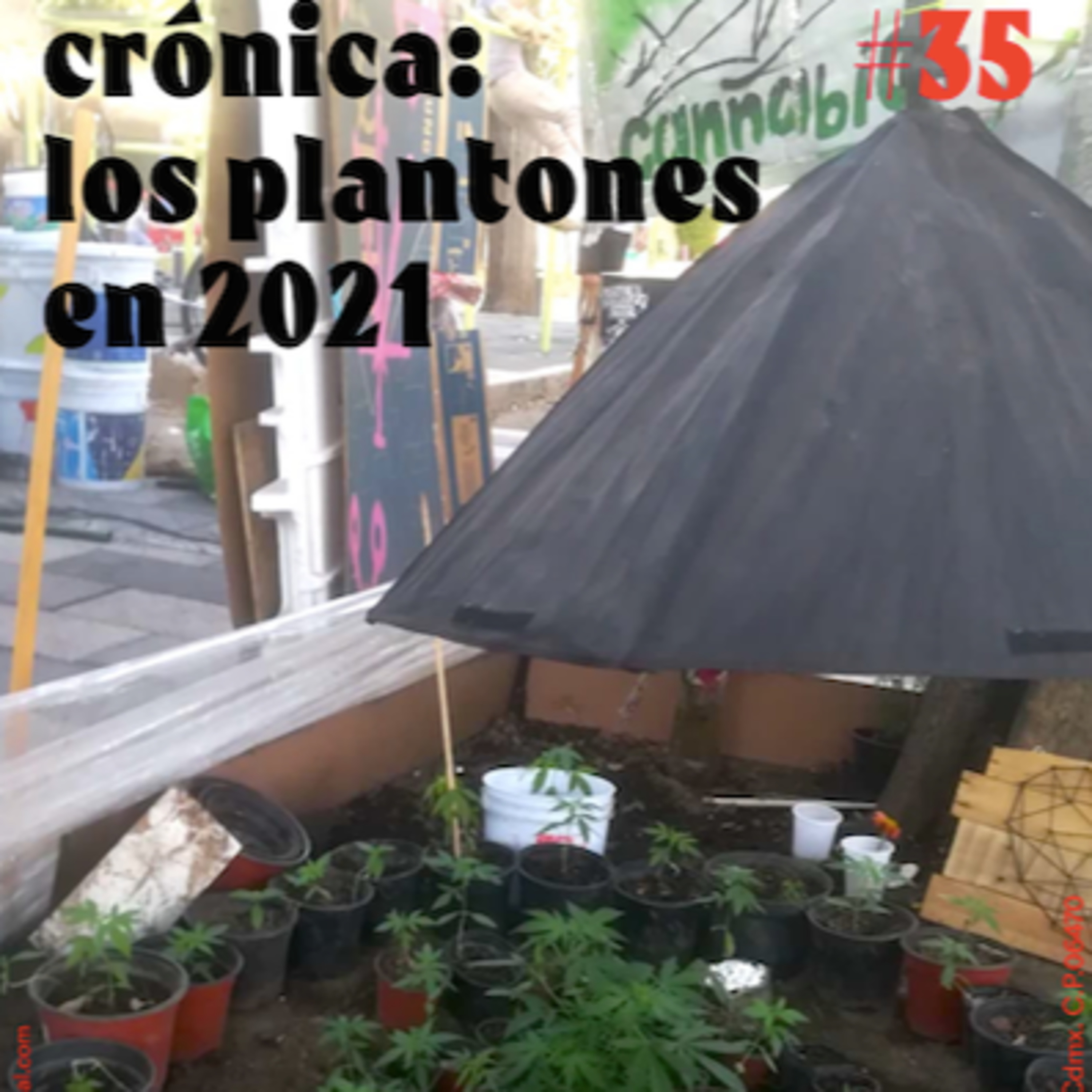 Ep. 35 El movimiento nacional de plantones cannábicos episode artwork