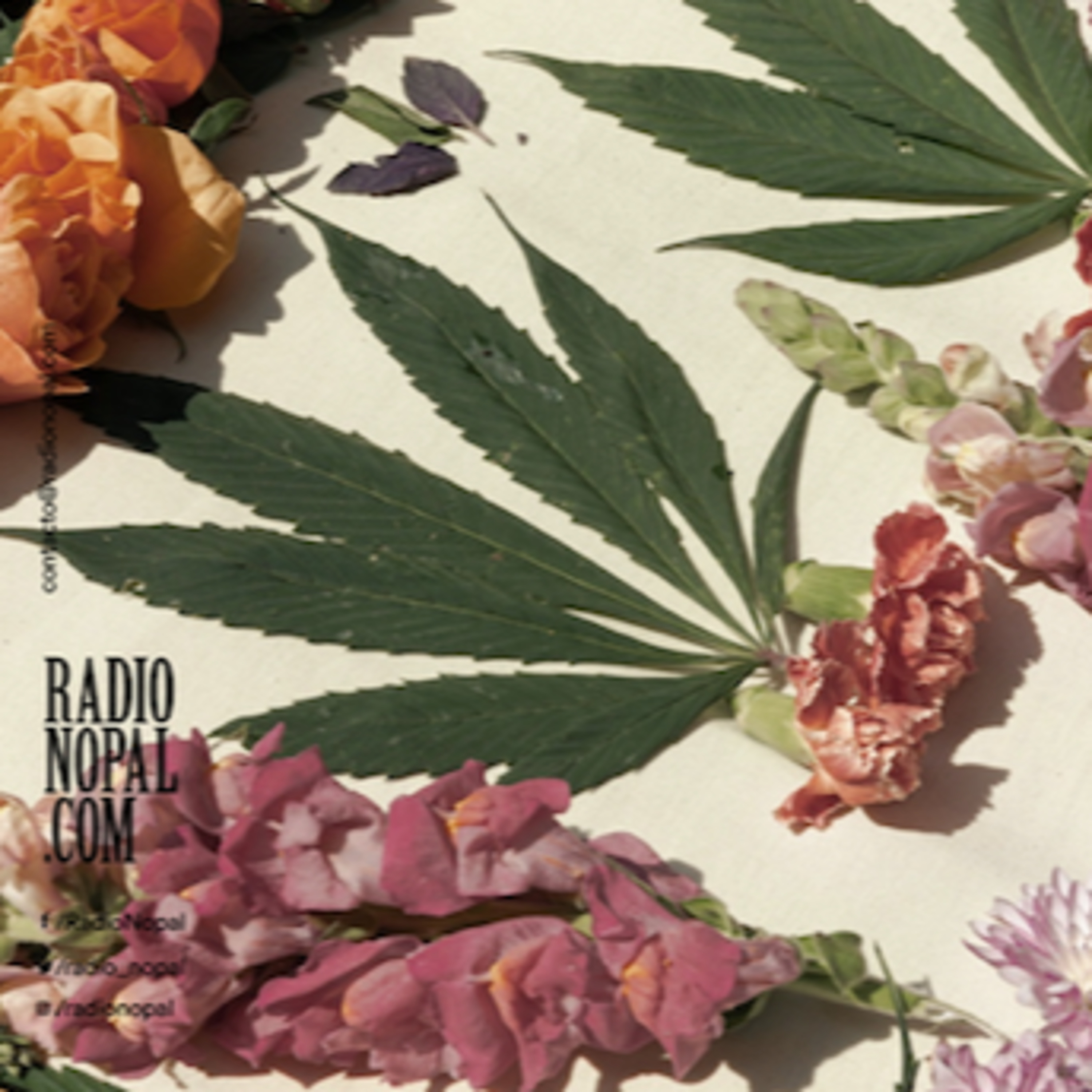 Ep. 113 Tomo fotos de weed 