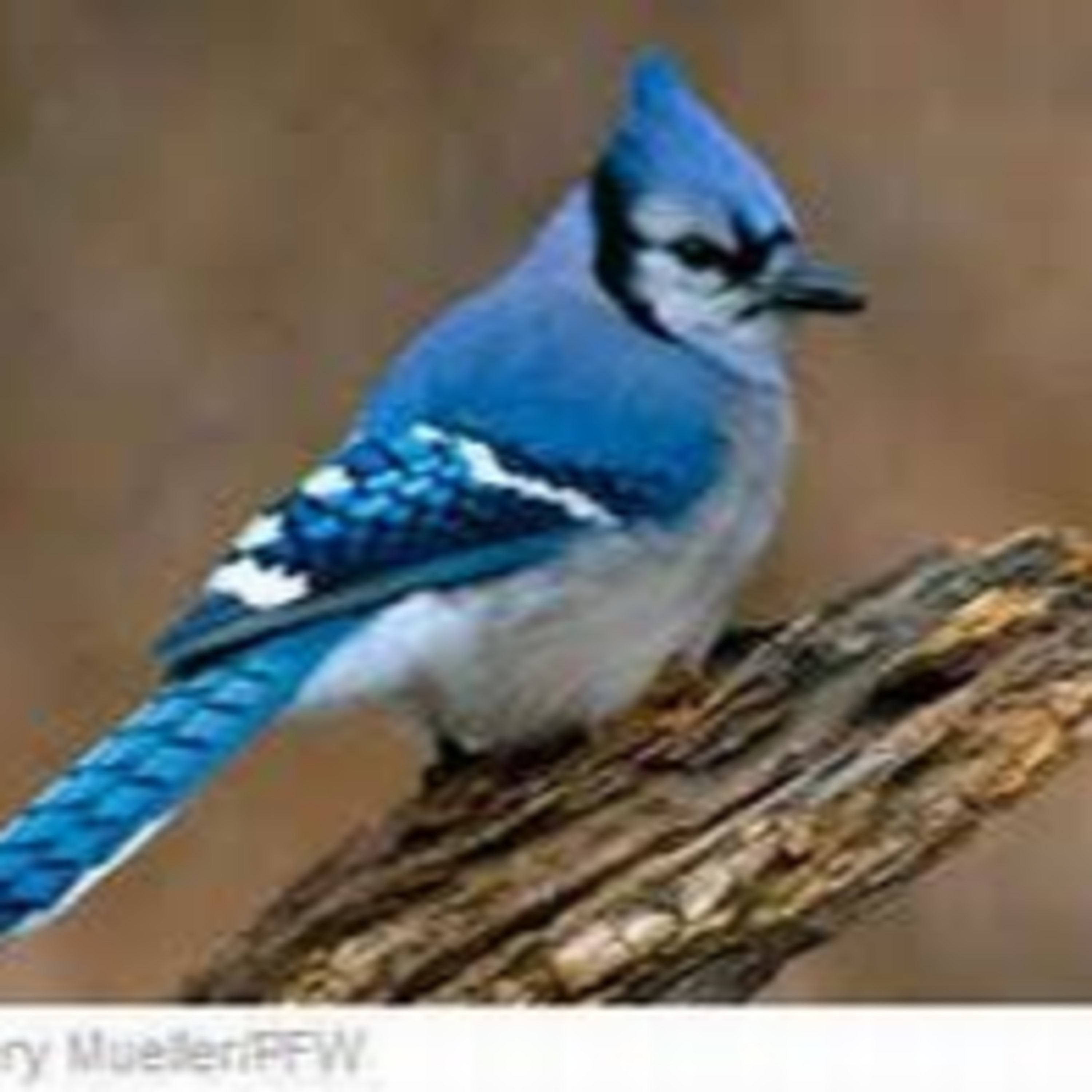 The Story of the Blue Jay. episode artwork