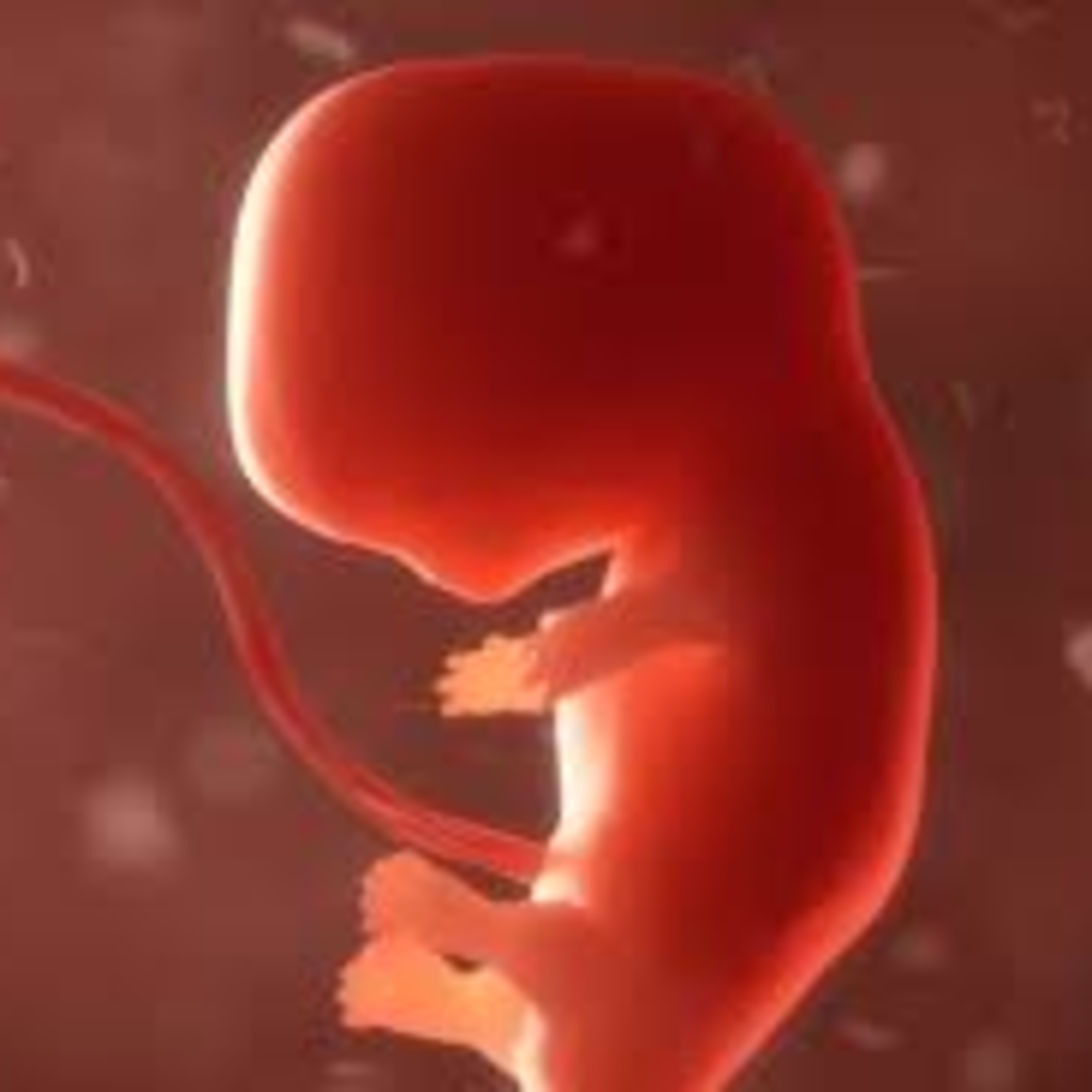 Growing Human Body Parts in a Monkey episode artwork