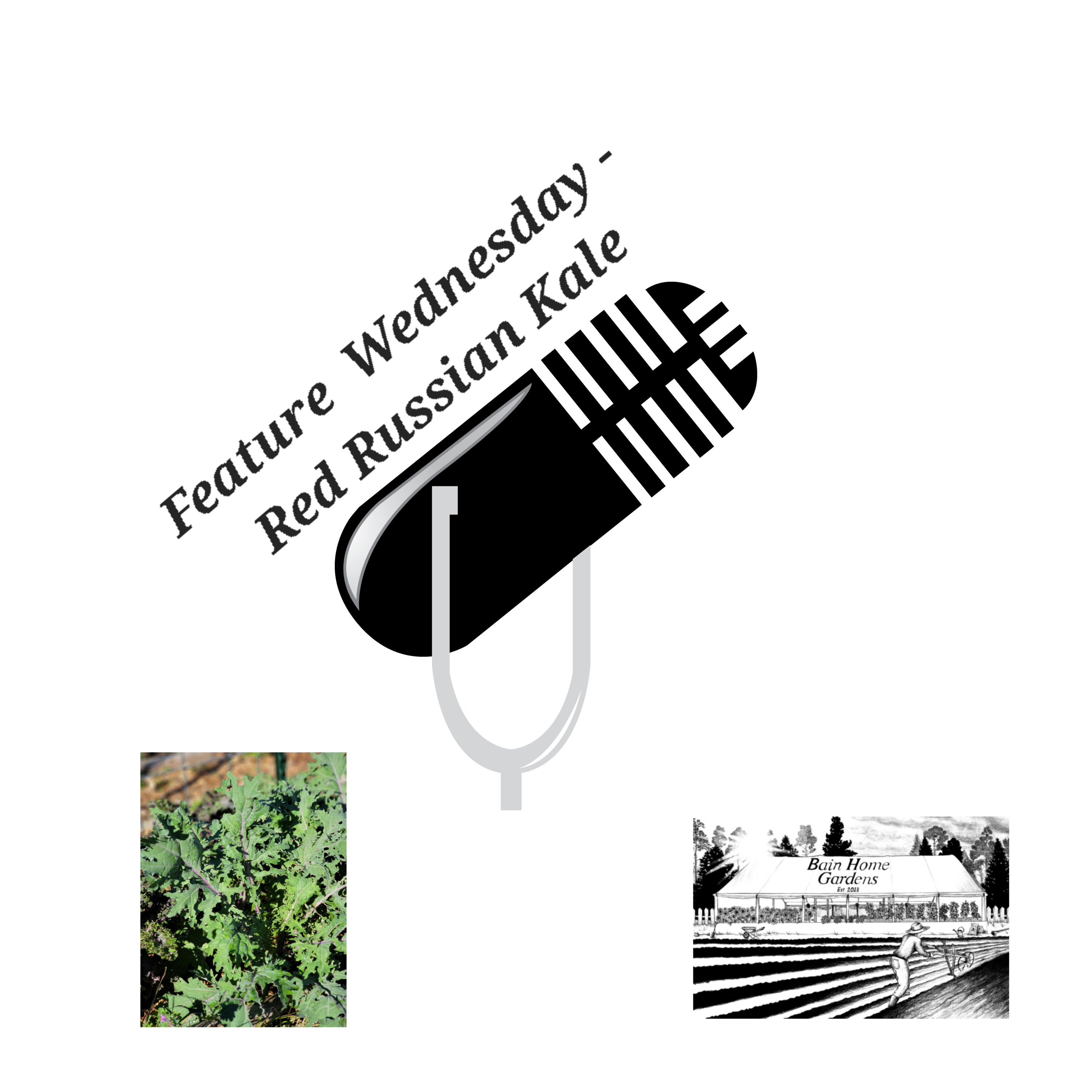 Feature Wednesday - Red Russian Kale