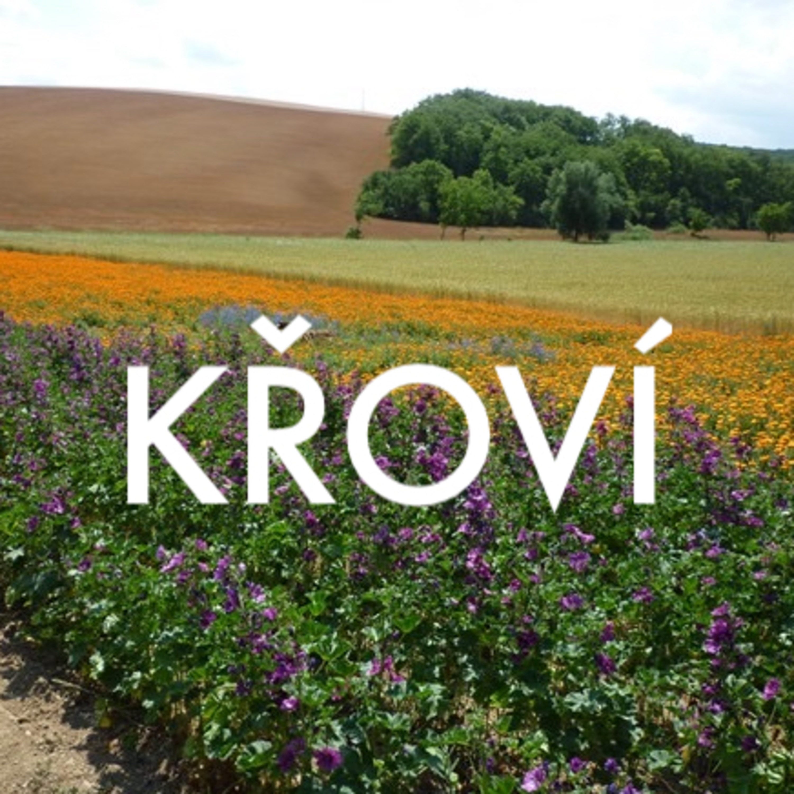 KŘOVÍ