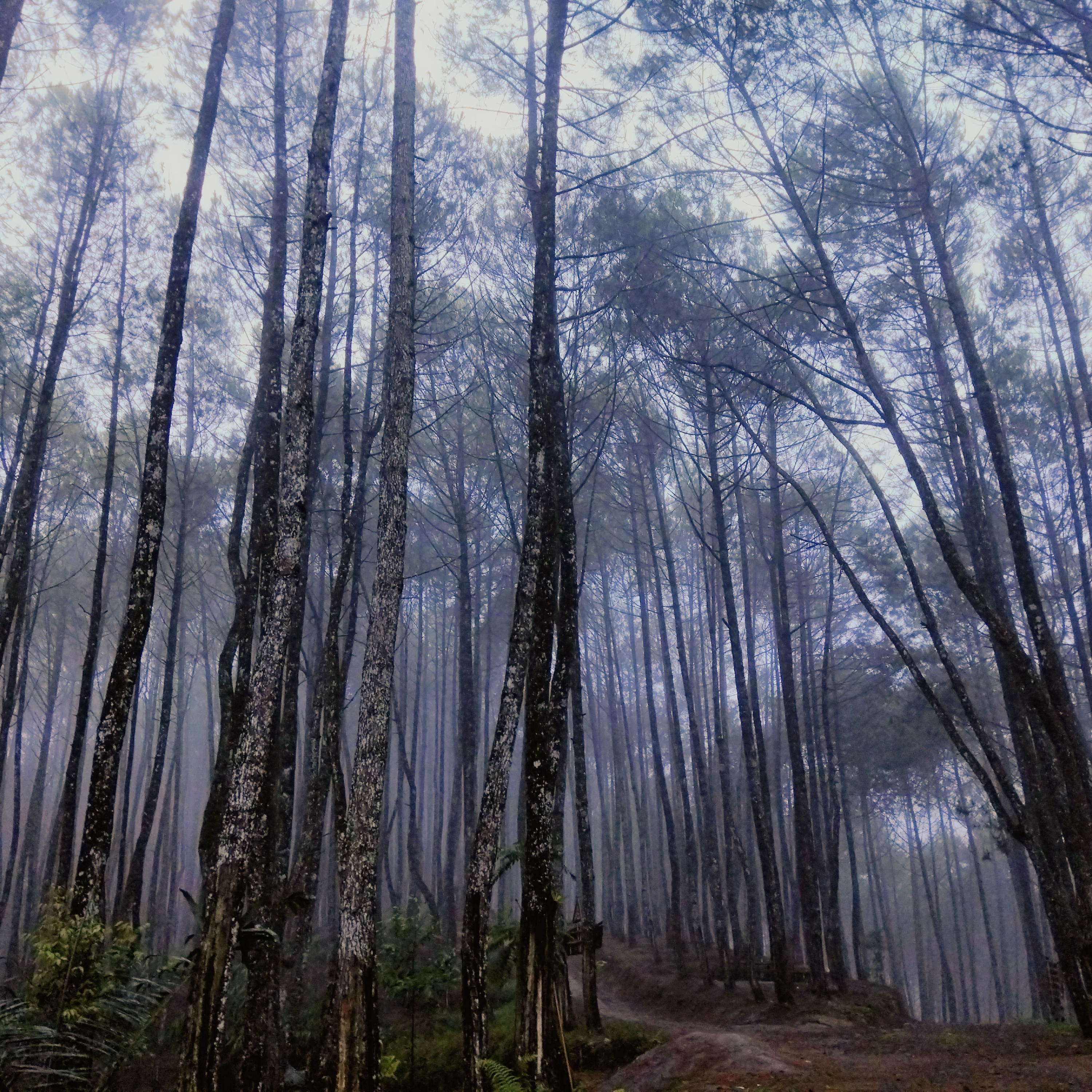 Patah Hati dan Naik Gunung