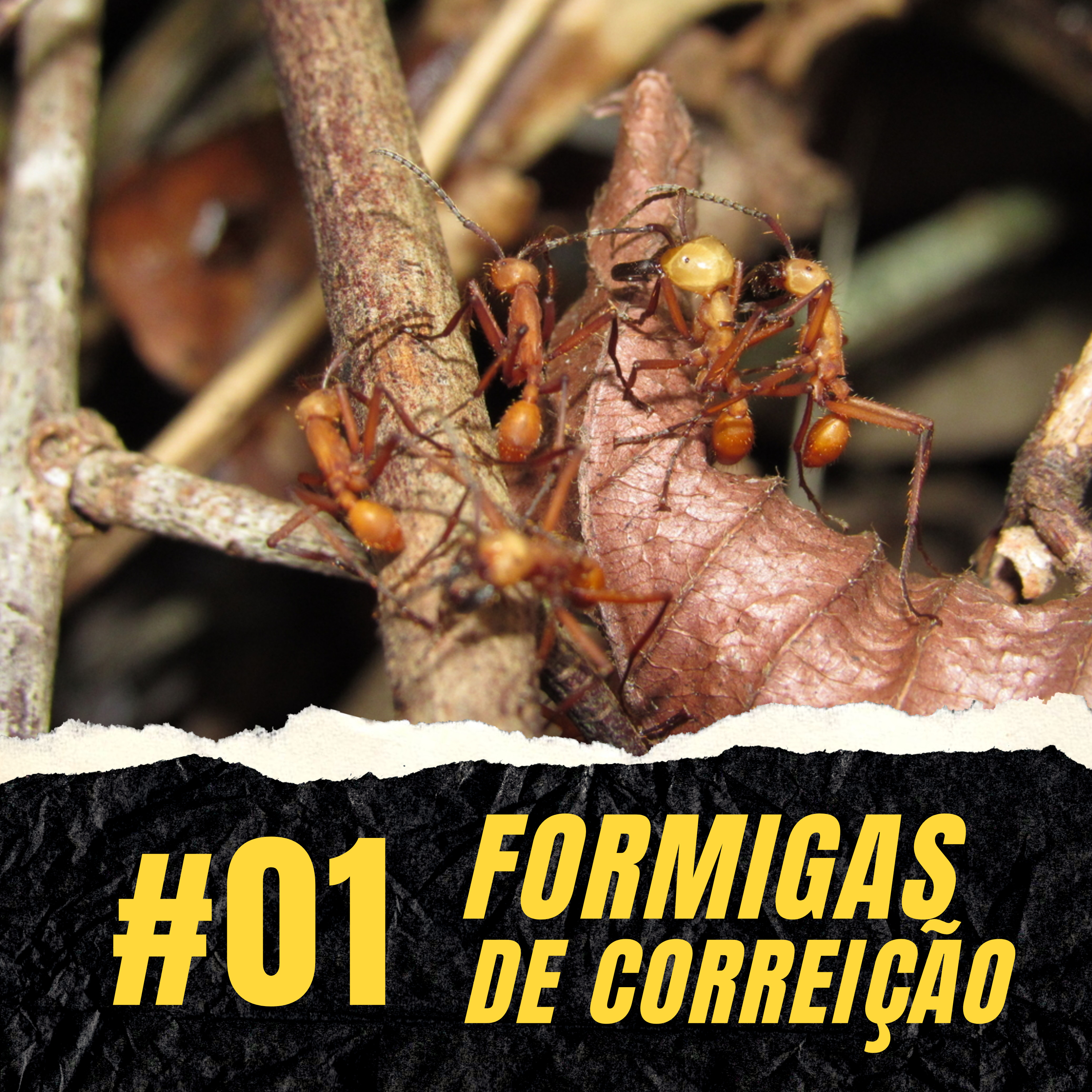 Atiçando o formigueiro