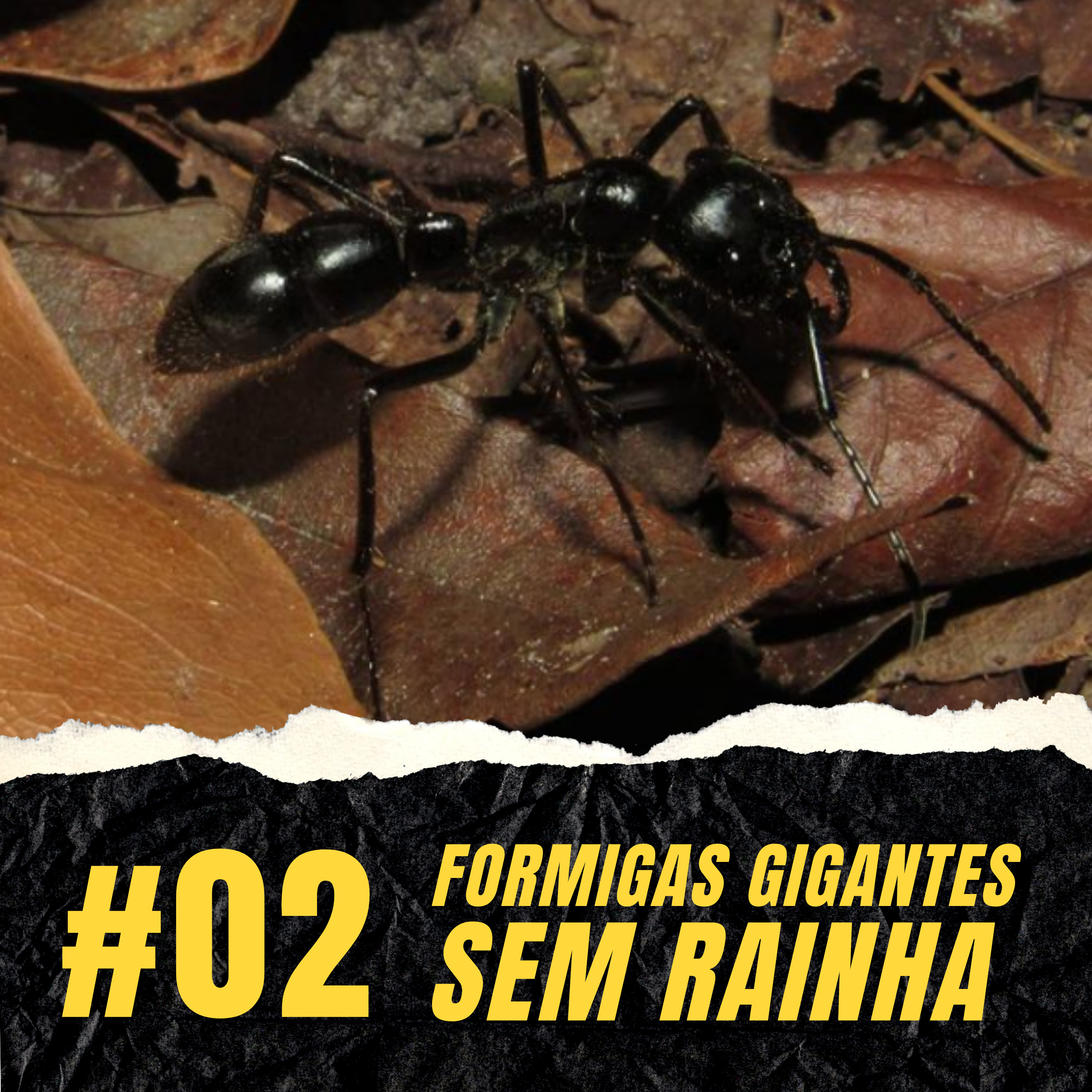 Atiçando o formigueiro