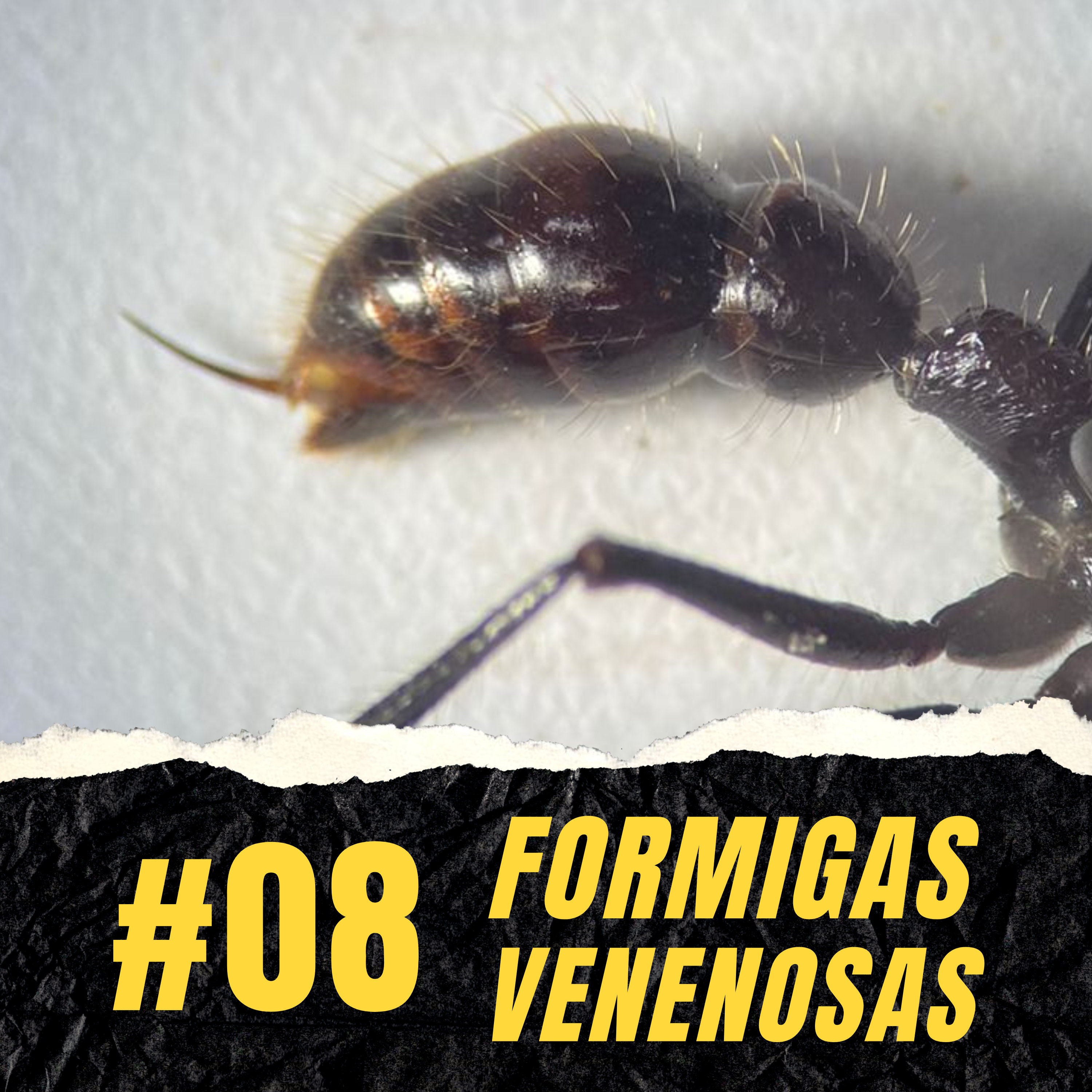 Atiçando o formigueiro