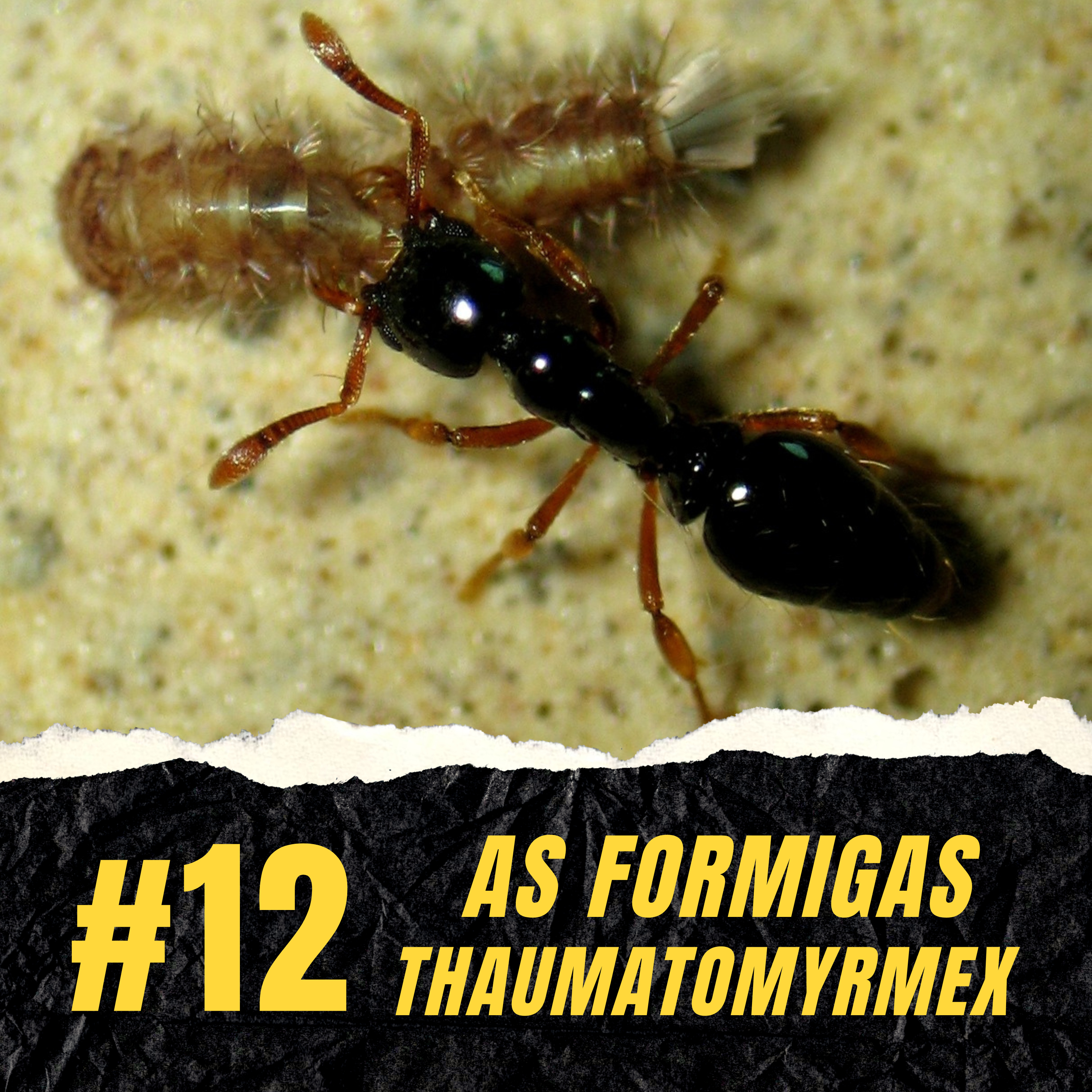 Atiçando o formigueiro