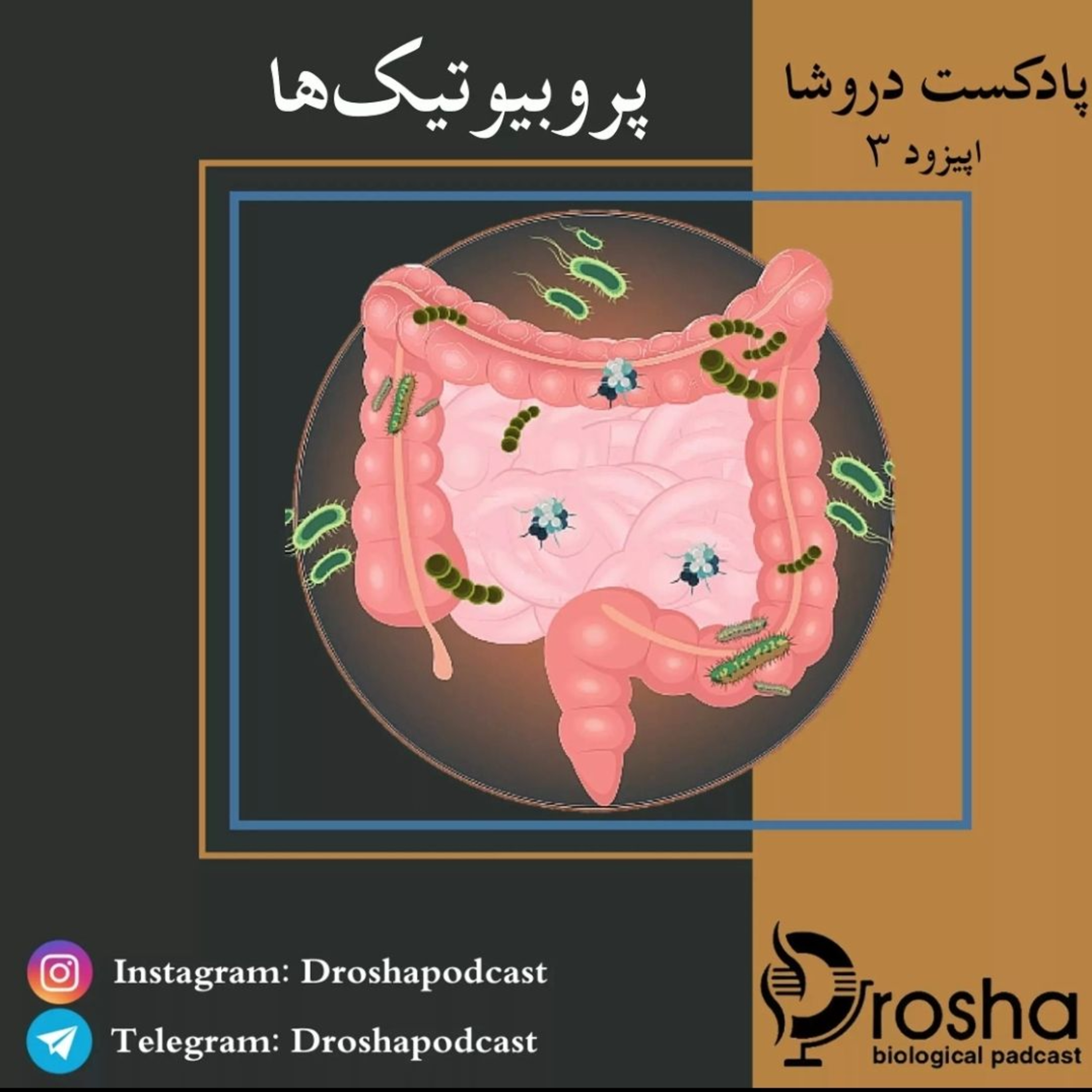 پربیوتیک ها