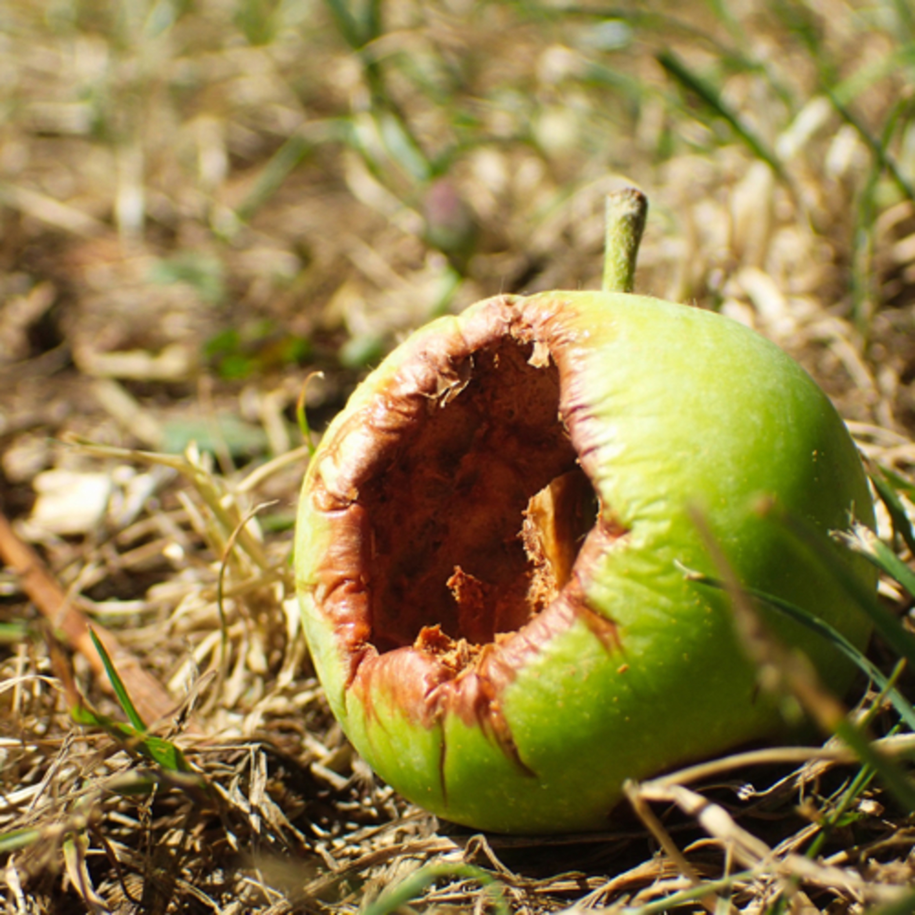 Pillole di Alimentazione